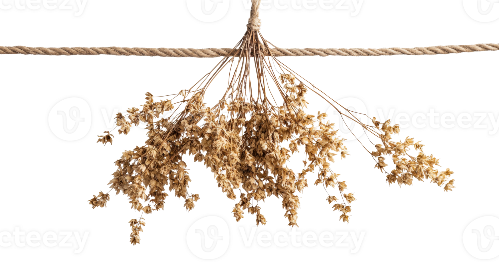 Dried flowers hanging on rope in a bright setting png