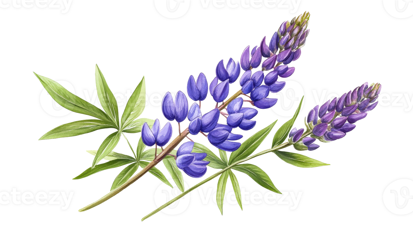 Beautiful purple lupine flowers with green leaves png