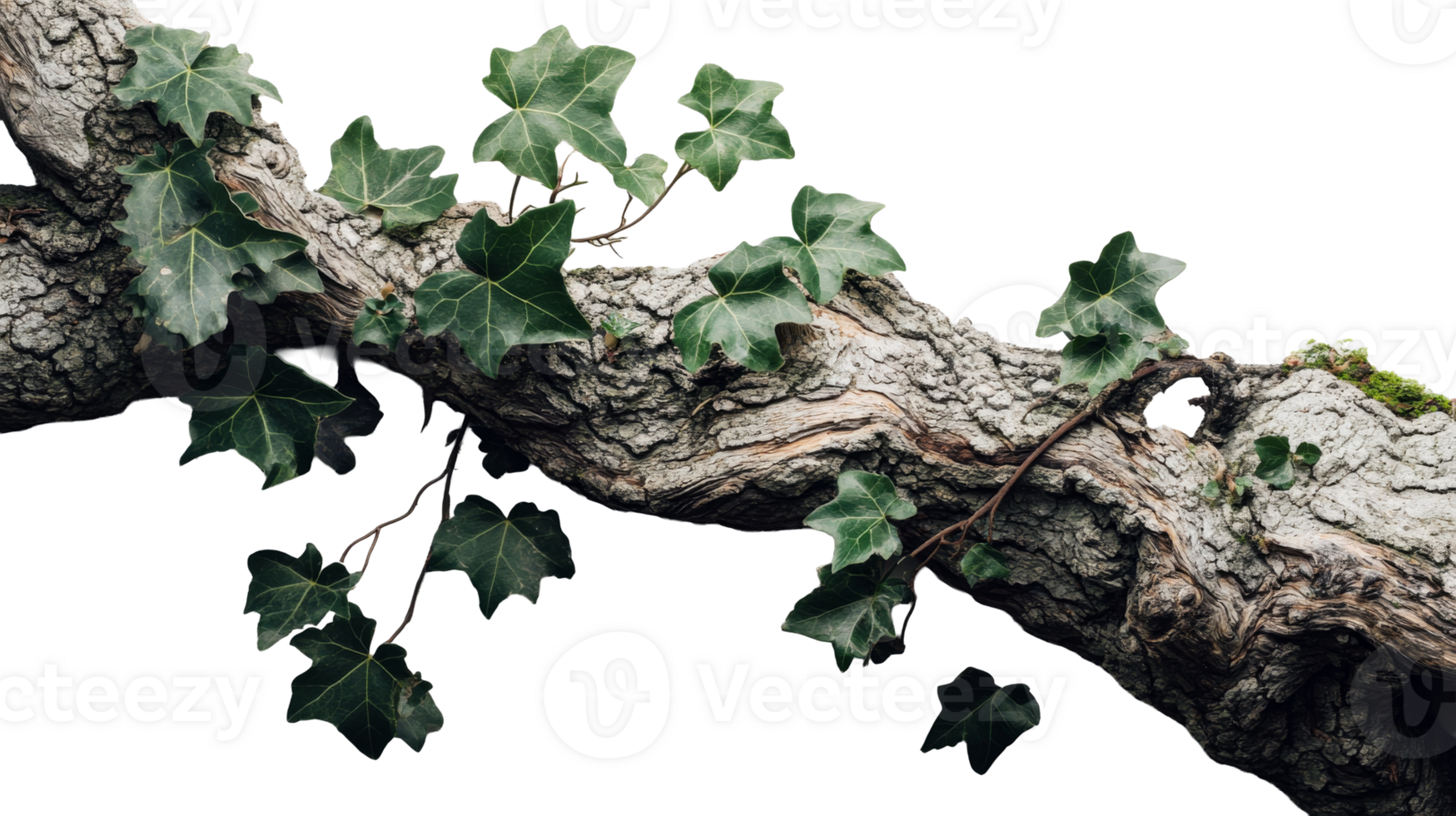 Green ivy climbing on a textured tree branch png