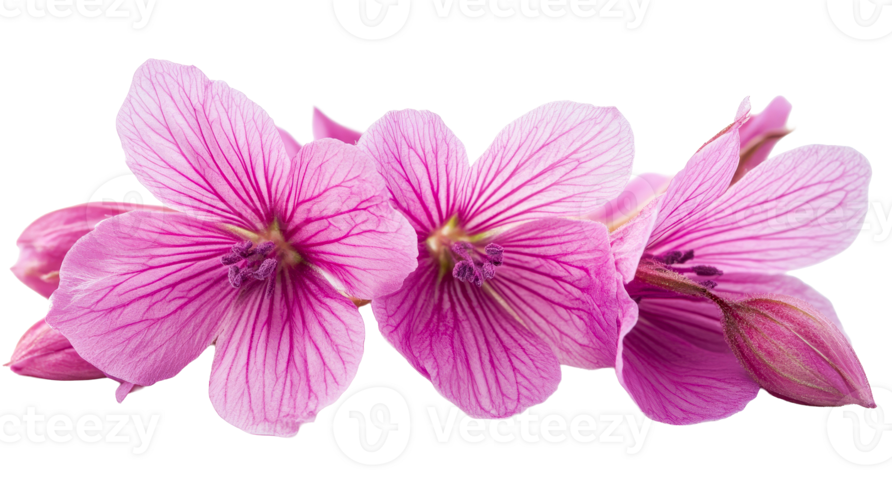Delicate vibrant pink flowers png