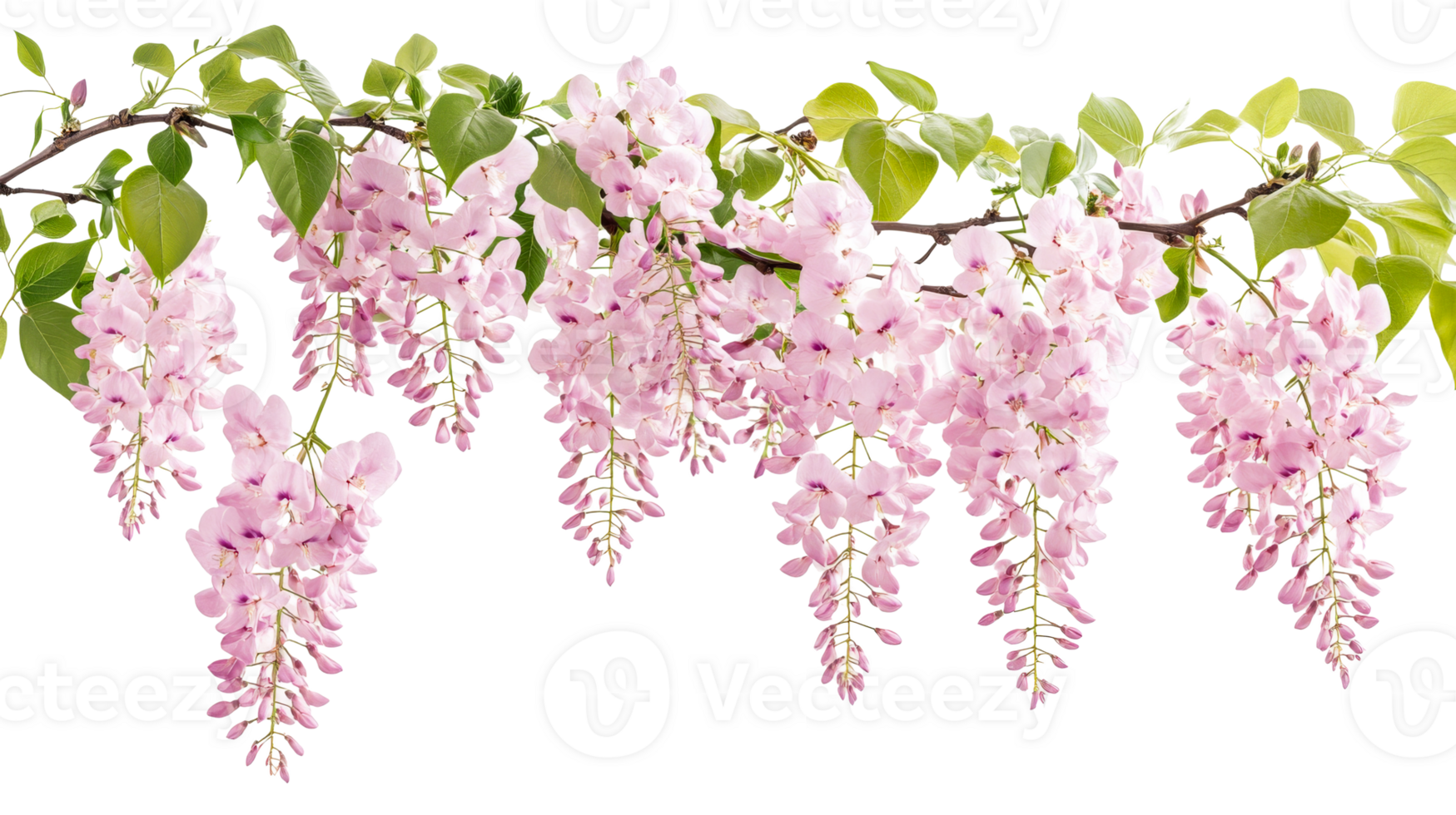 Pink wisteria flowers on a branch png