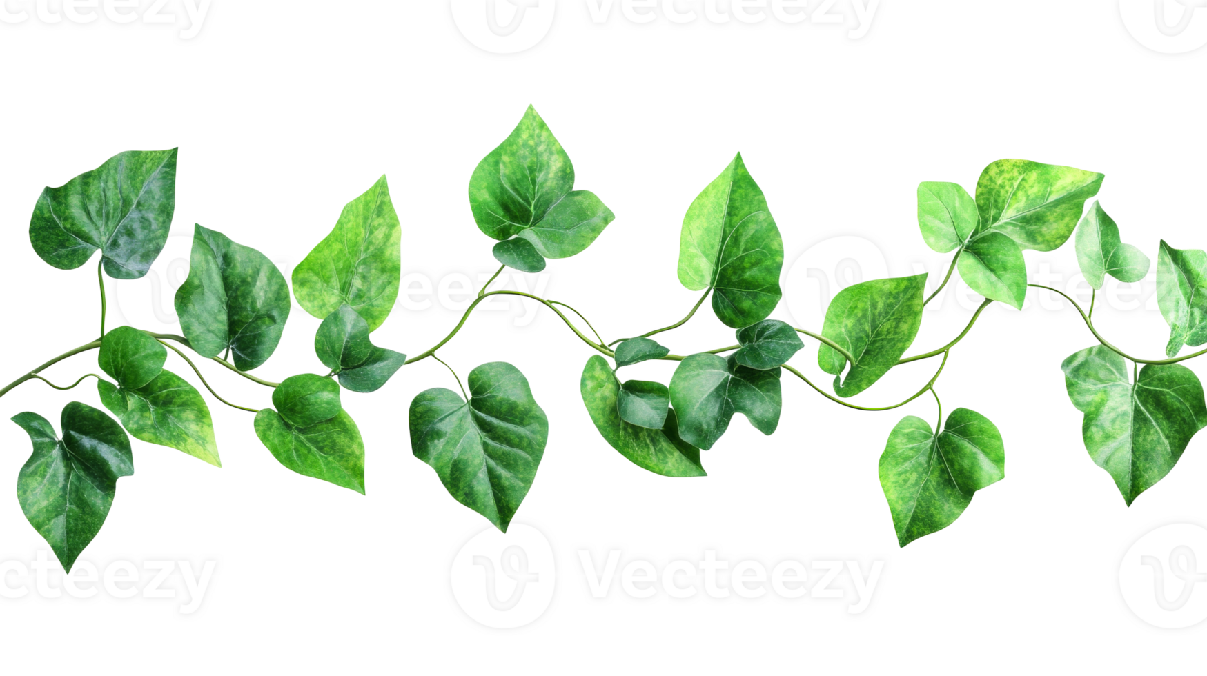 Green vine leaves cascading on a white background png