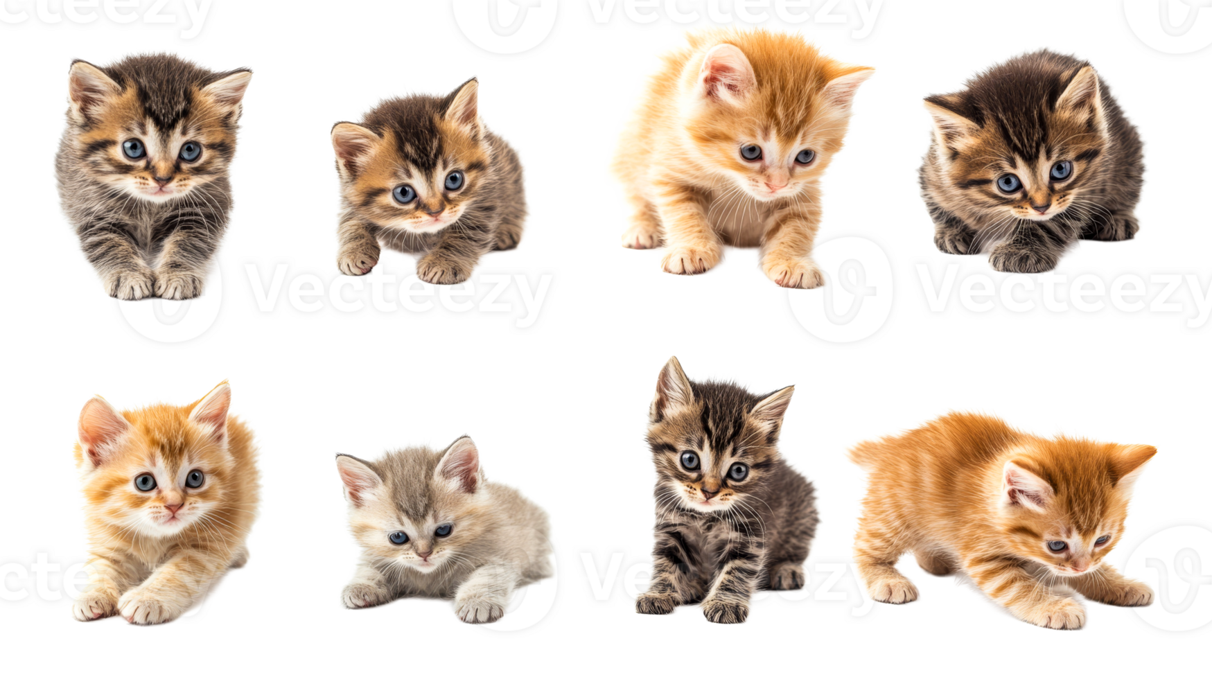 Kittens playfully exploring their world png