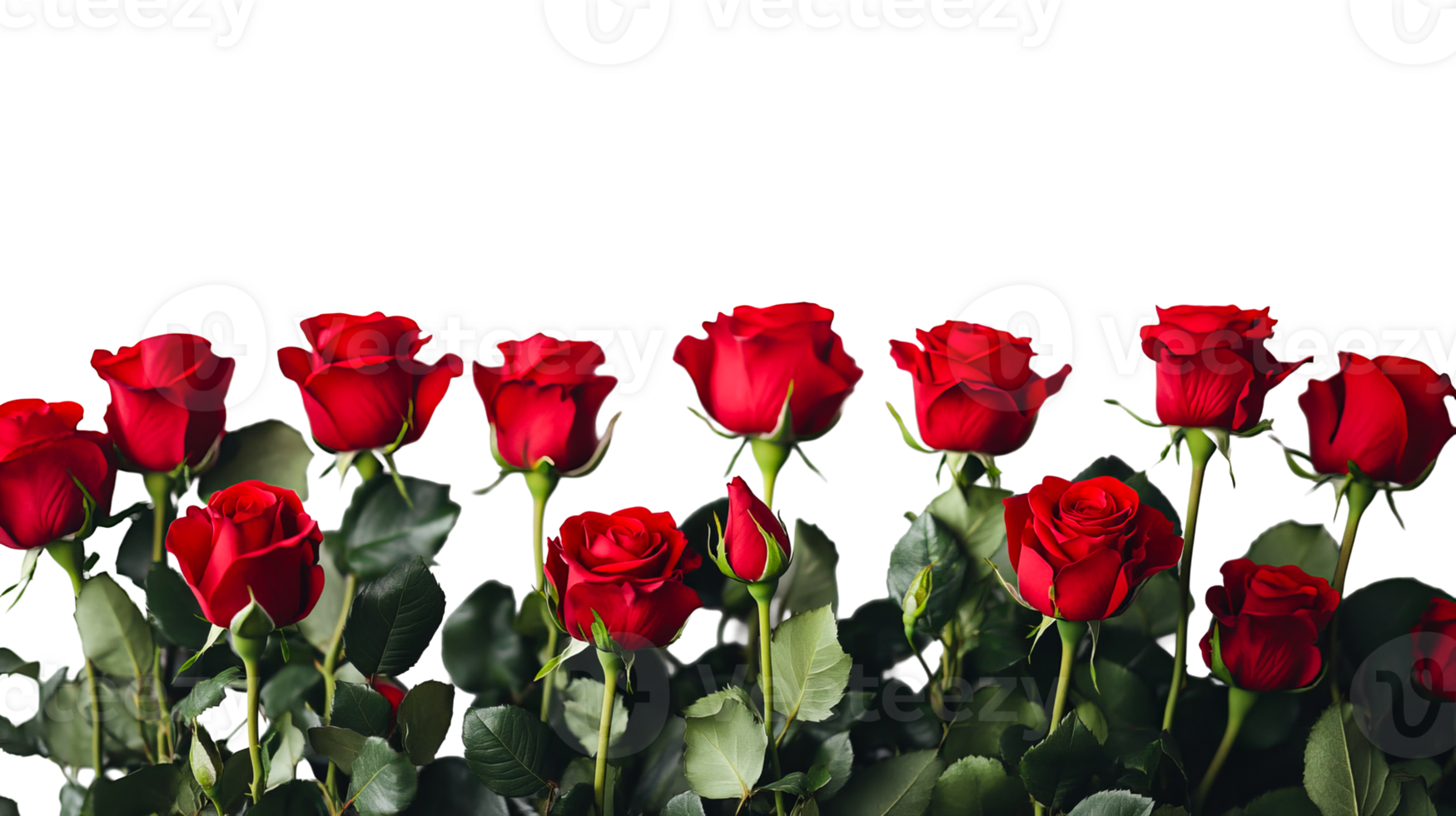 Red roses with green leaves on white png