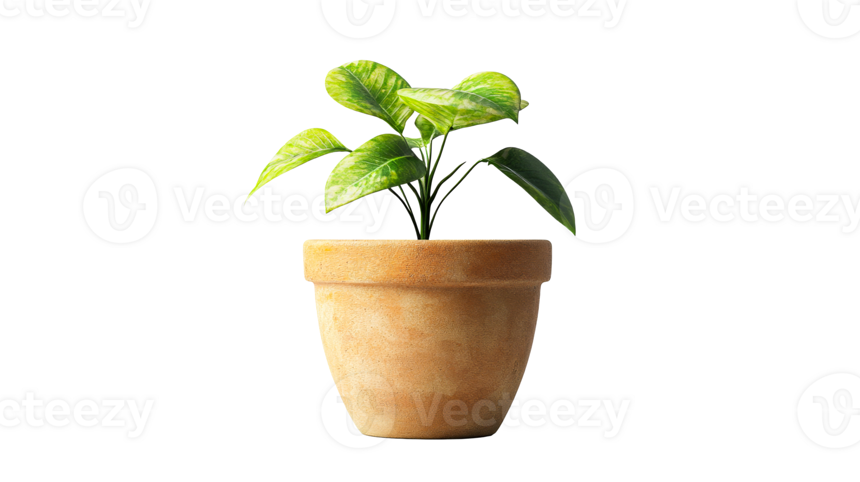 A small green plant grows in a terracotta pot png