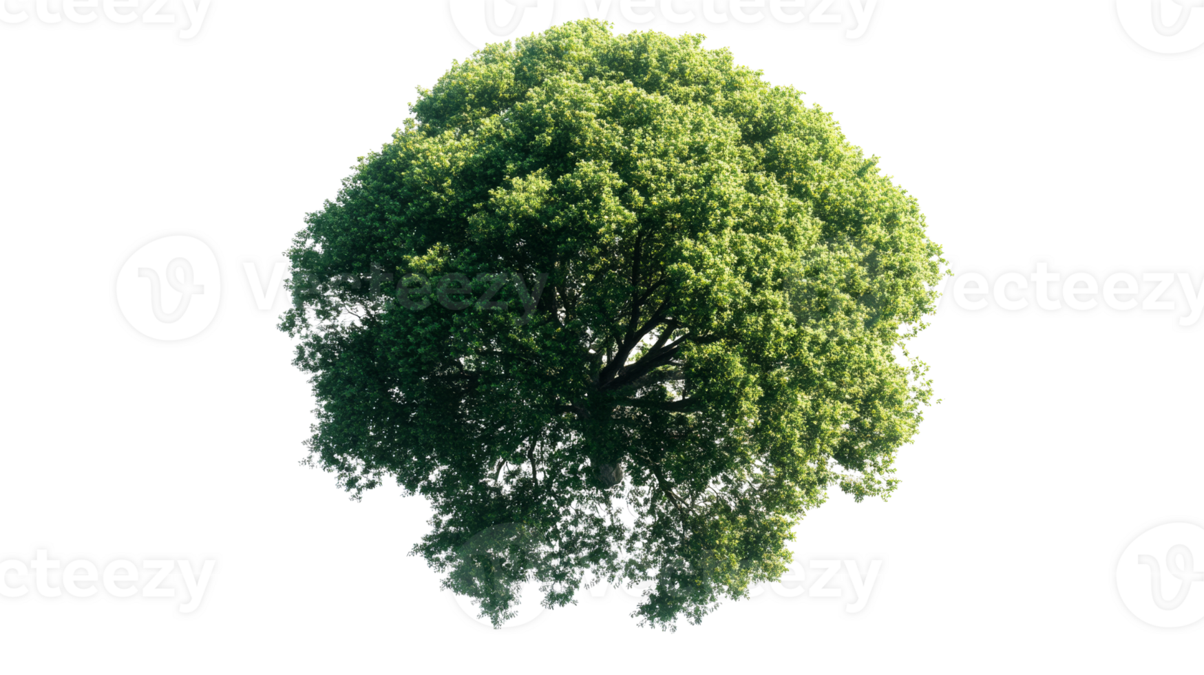 Green tree silhouette on clear bg png