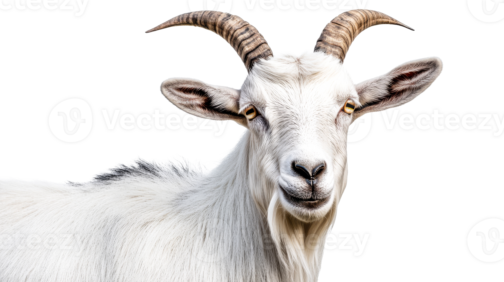 Goat with striking horns on clear bg png