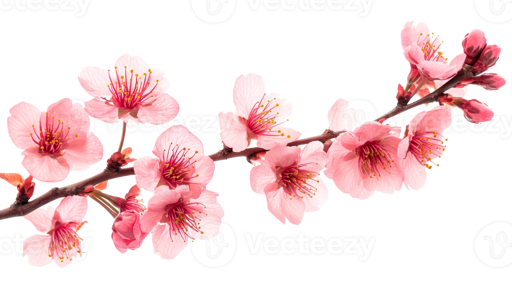 Peach bloom branch, cut out transparent png