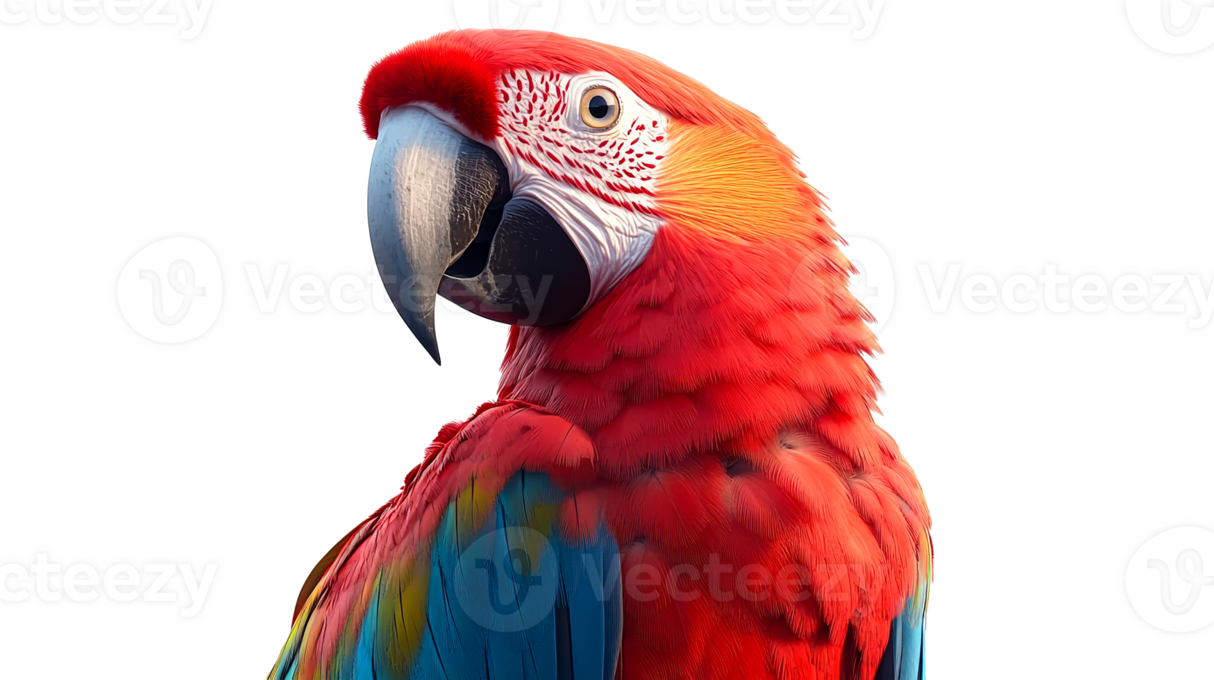 Scarlet macaw headshot, cut out transparent png