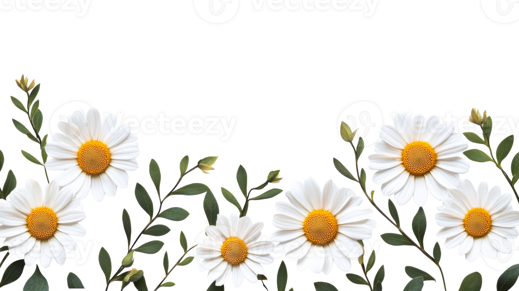 Daisies with foliage on black background, cut out transparent png