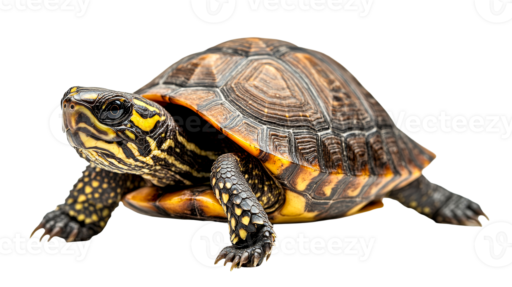 Turtle close up on dark backdrop, cut out transparent png