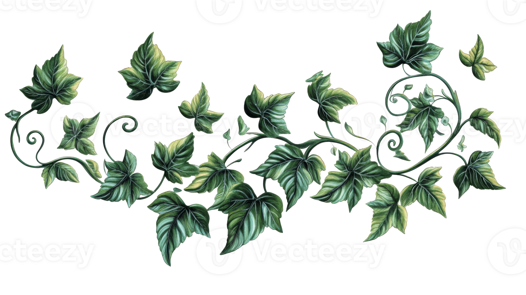 Ivy leaves and vines arrangement, cut out transparent png