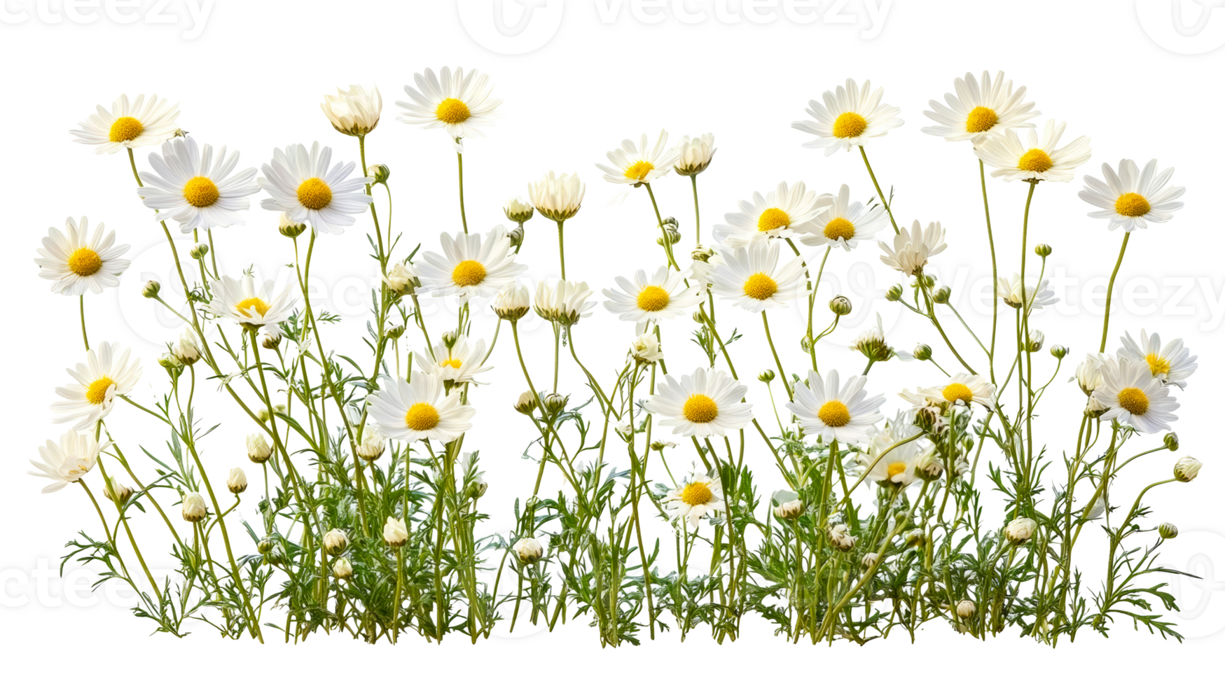 Daisy flowers field isolated, cut out transparent png