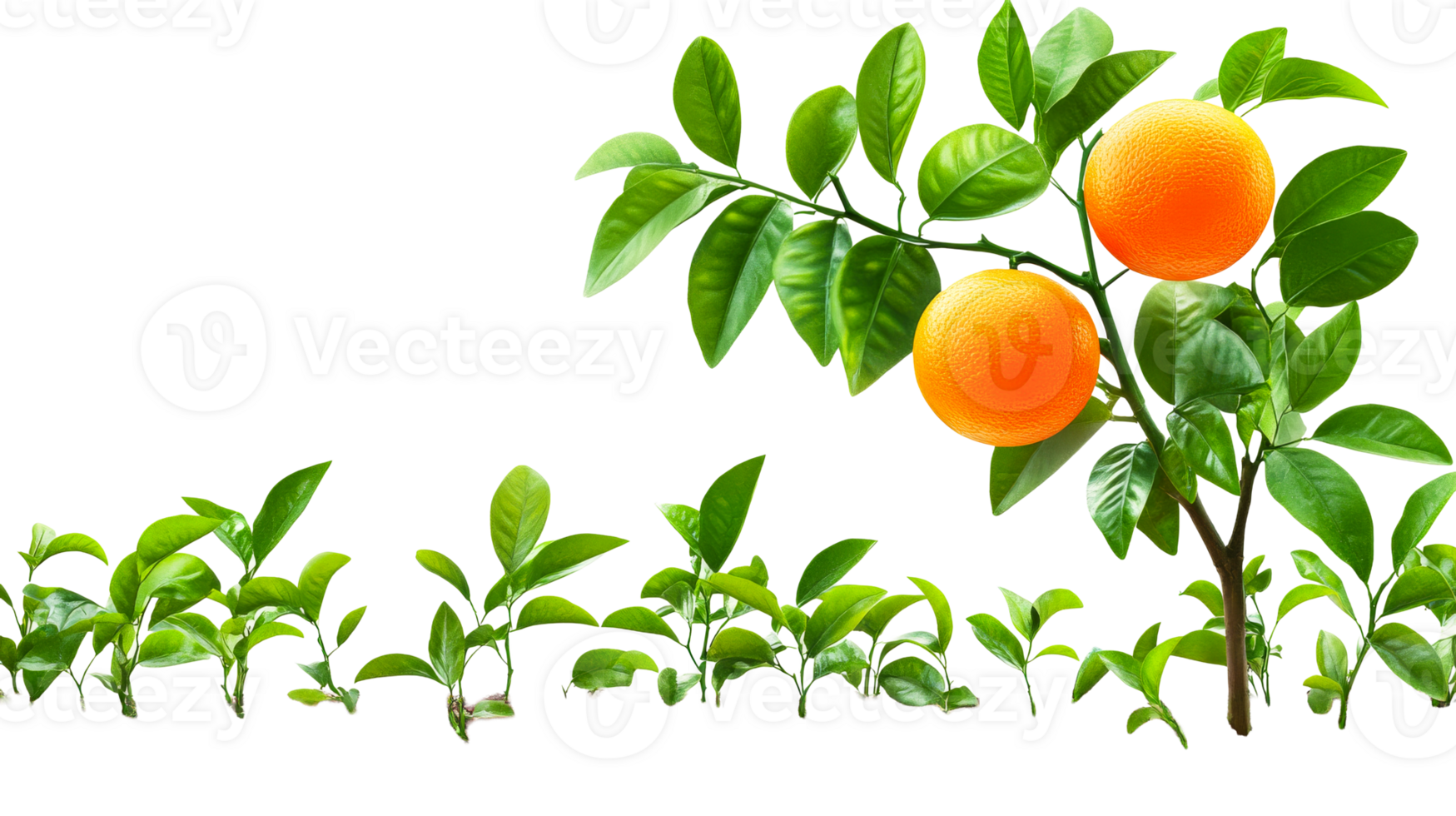 Orange tree with citrus fruits, cut out transparent png