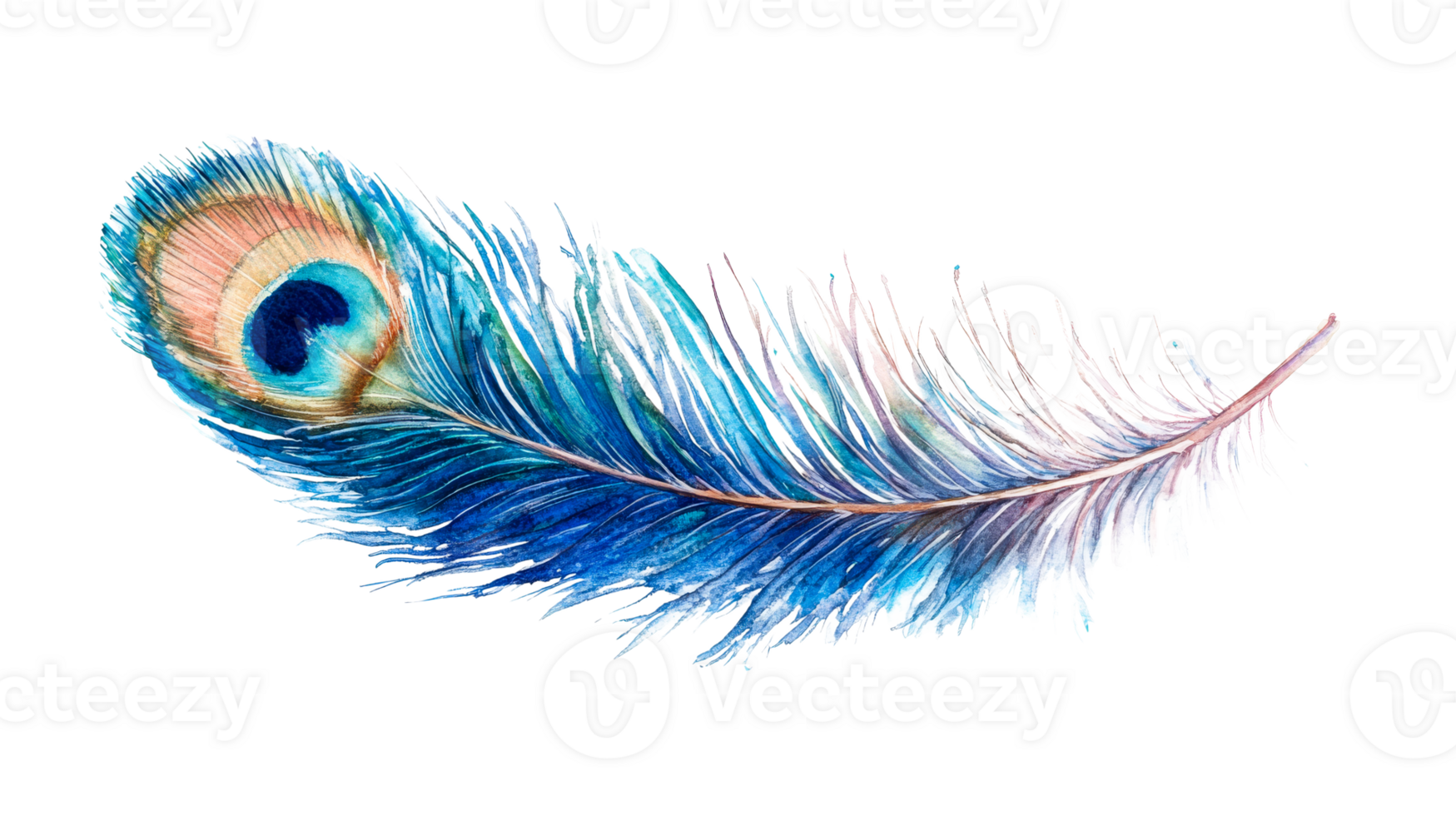 Isolated peacock feather, cut out transparent png