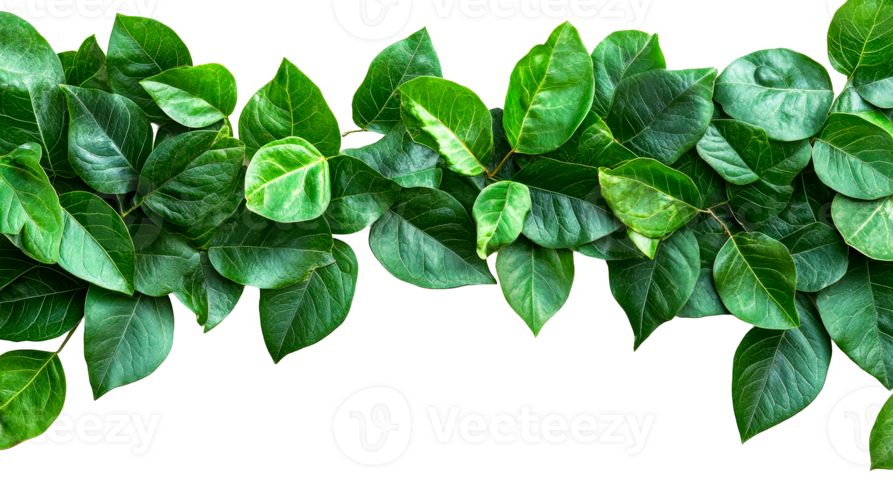 Leafy border, foliage on black, cut out transparent png