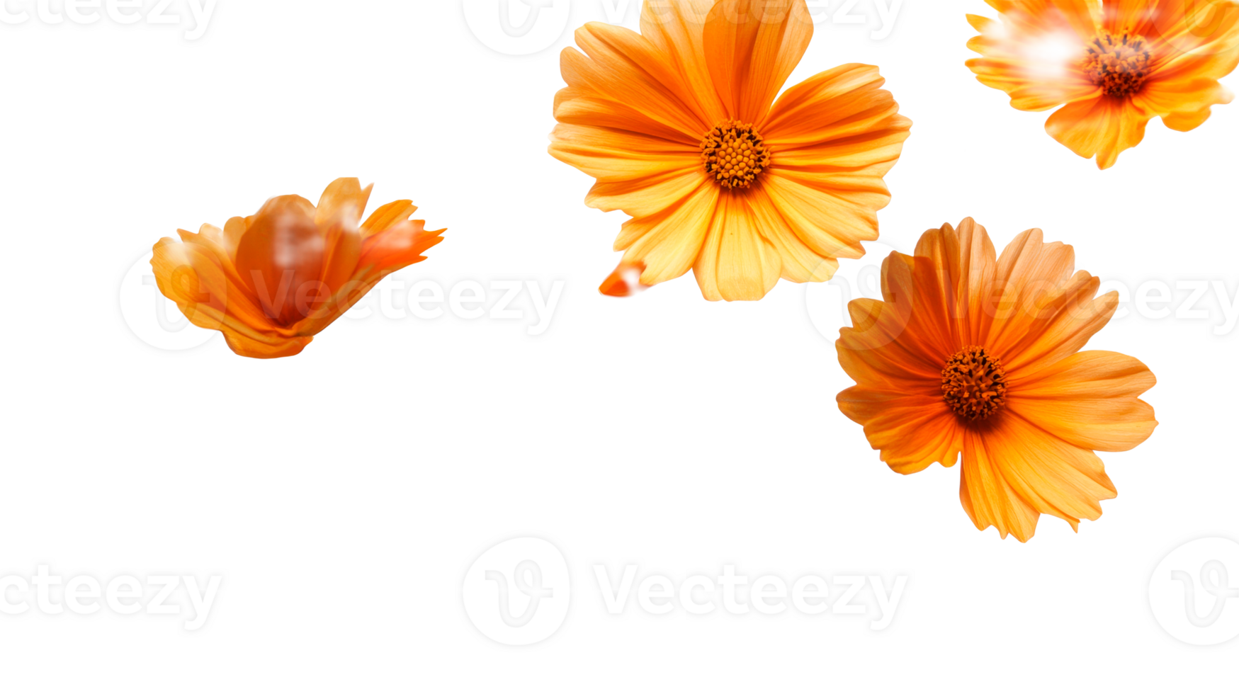 Orange Cosmos flowers isolated, cut out transparent png