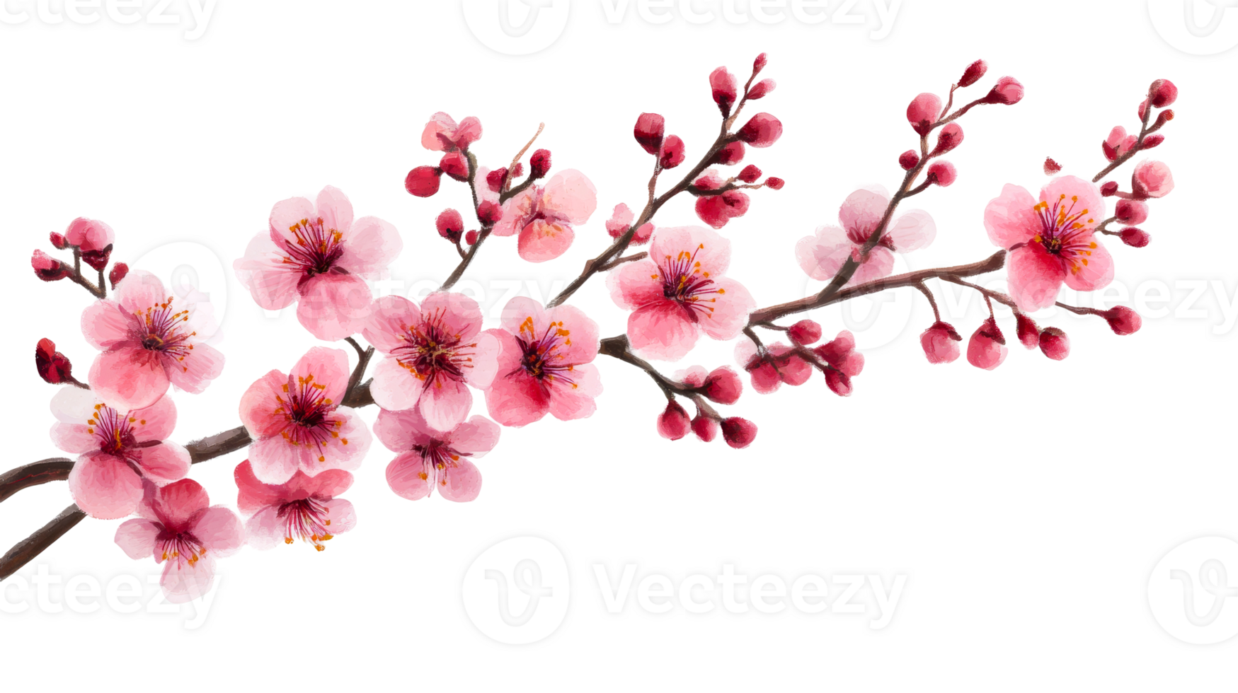 Watercolor cherry blossom branch, cut out transparent png
