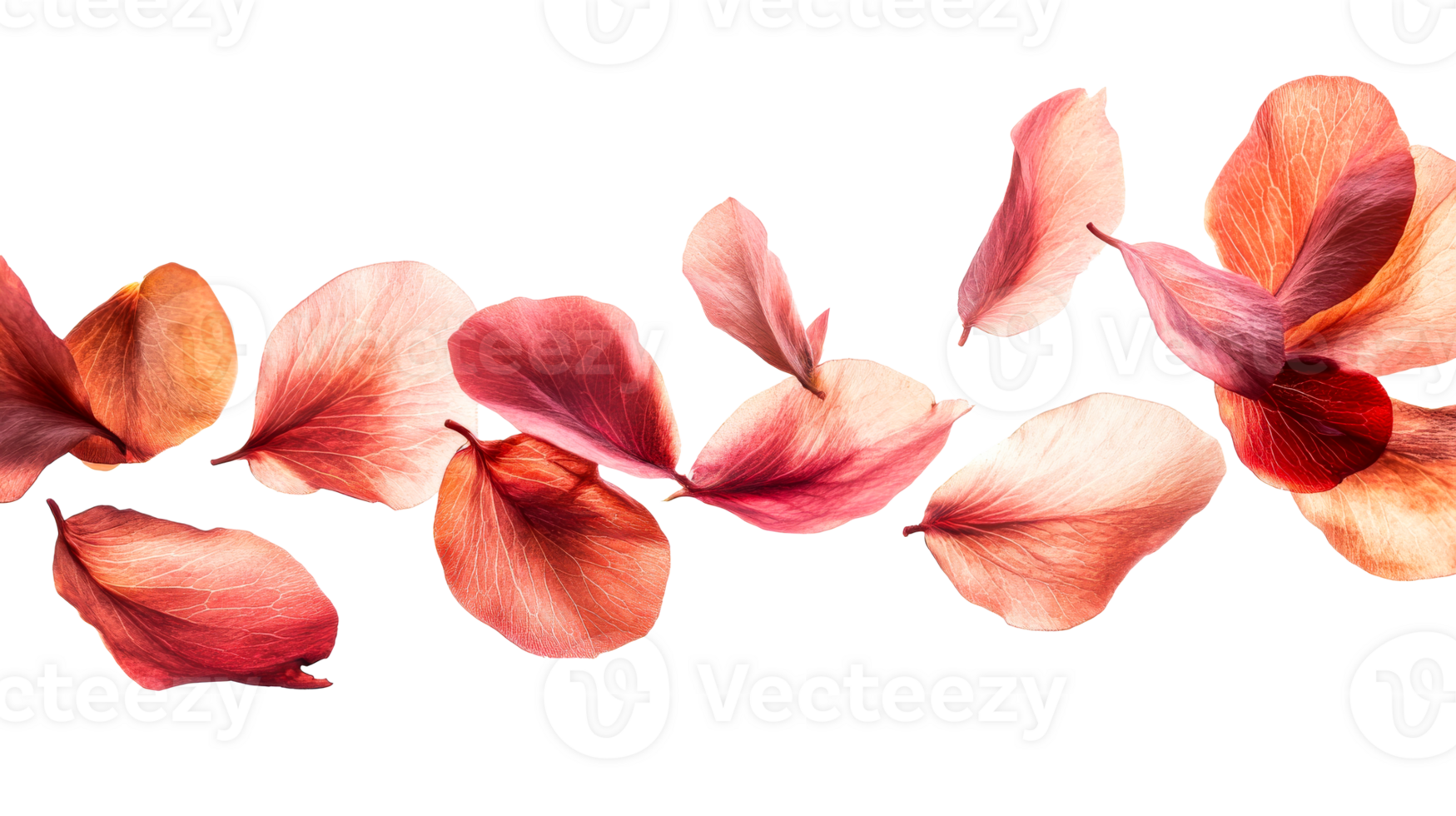 Floral petals design on black background, cut out transparent png