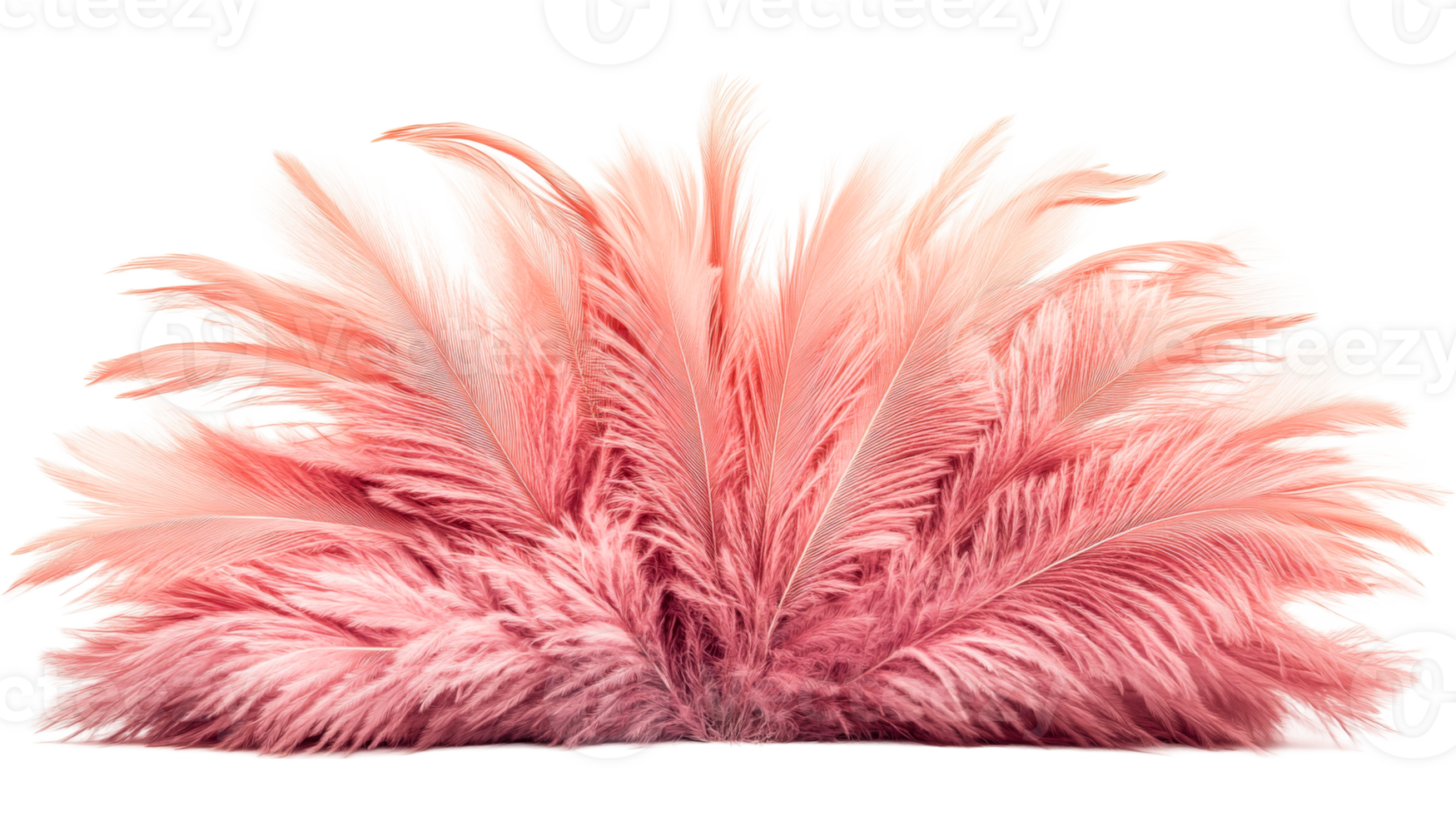 Arrangement of rose plumage on black, cut out transparent png