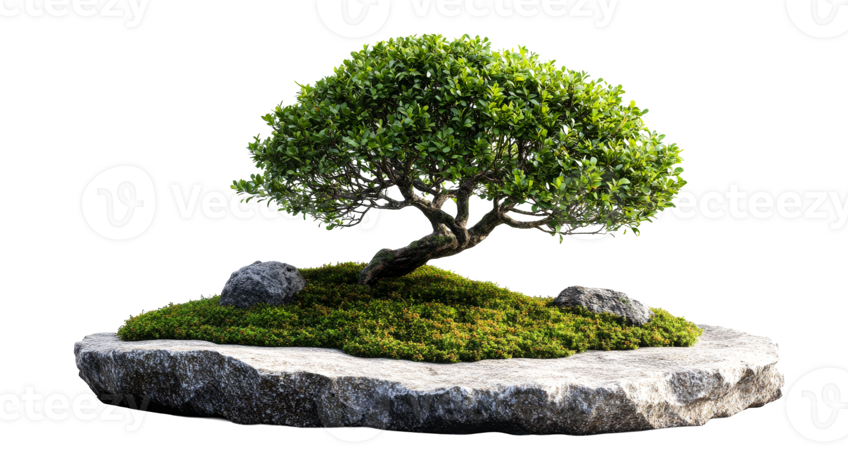 Small bonsai tree on stone, cut out transparent png