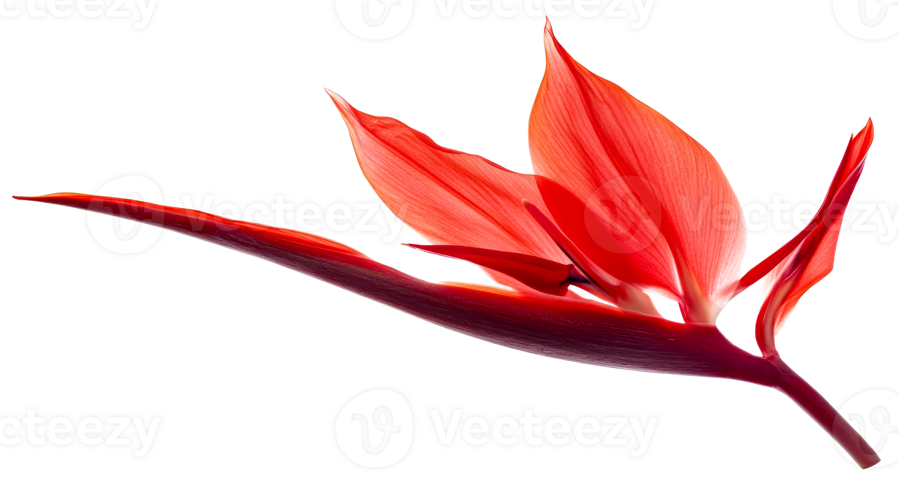 Red exotic heliconia blossom, cut out transparent png