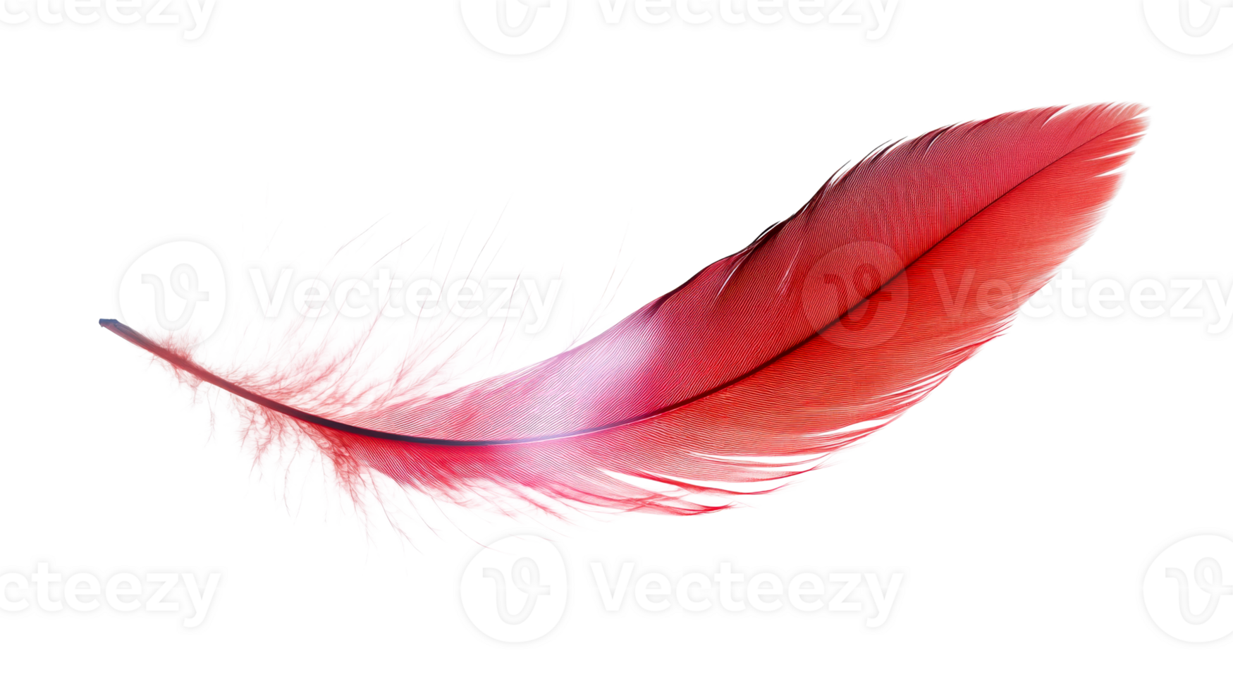 Elegant red feather on transparent background png