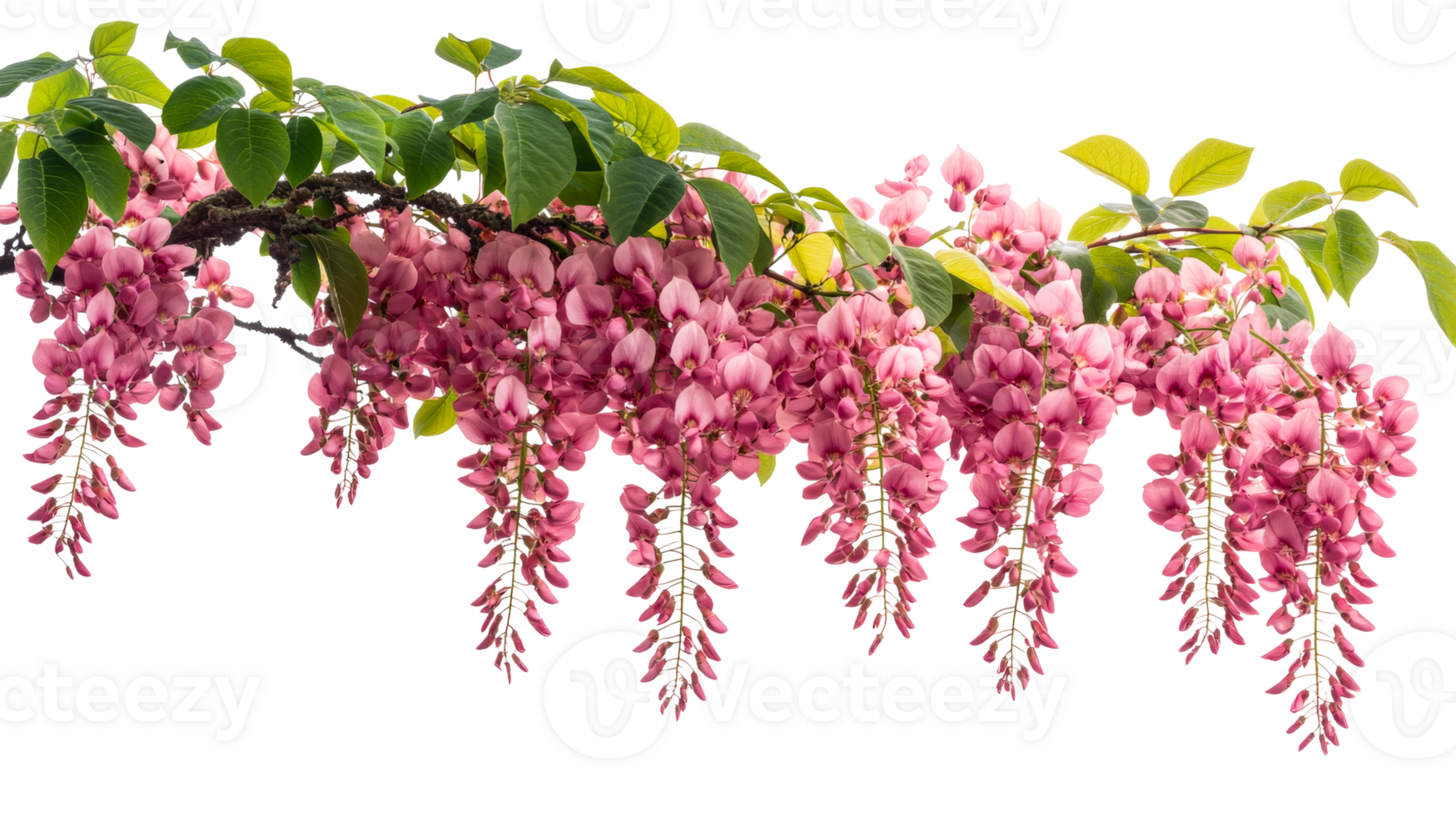 Wisteria blooms hanging gracefully during spring png
