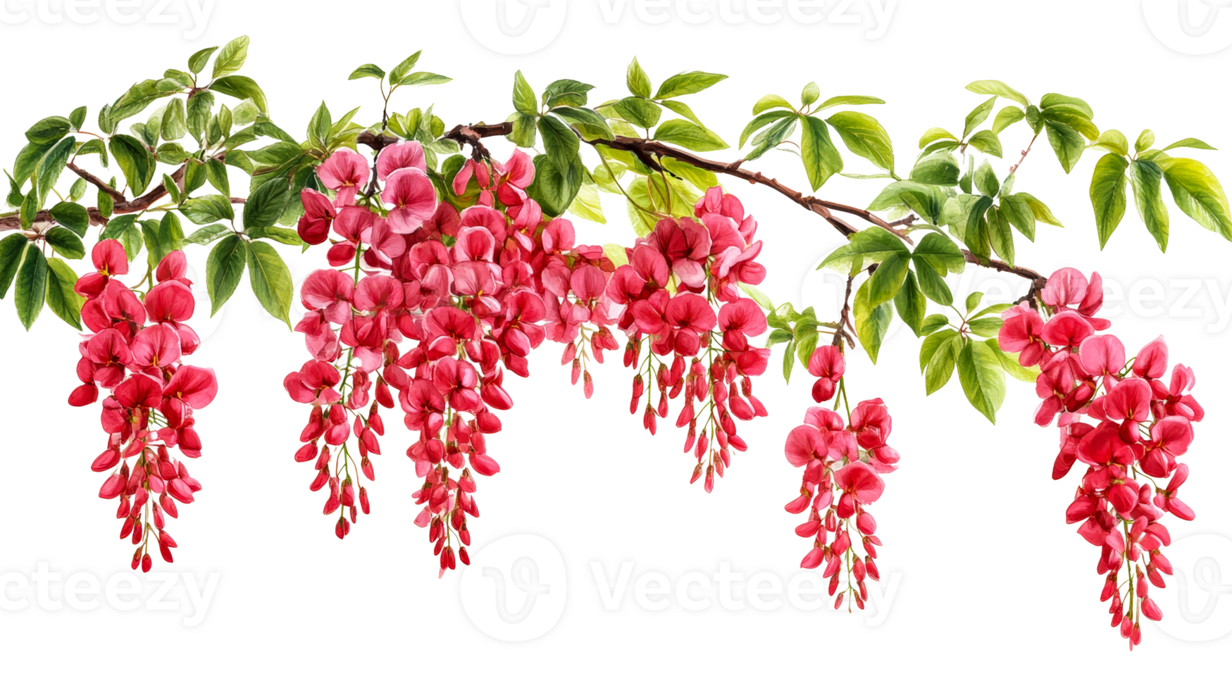 Pink flowering branches with vibrant blossoms png