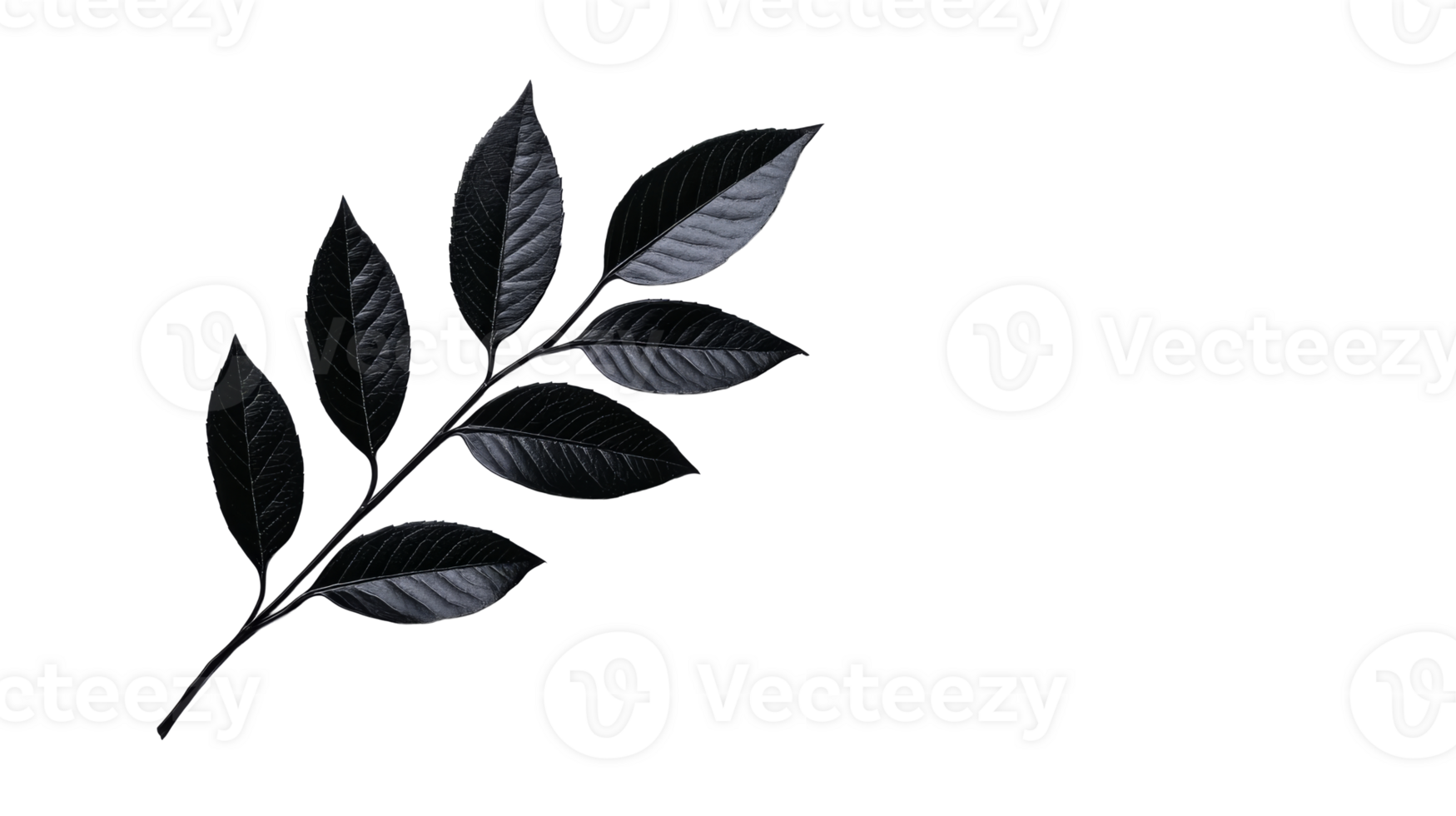 Dark branch on transparent background png