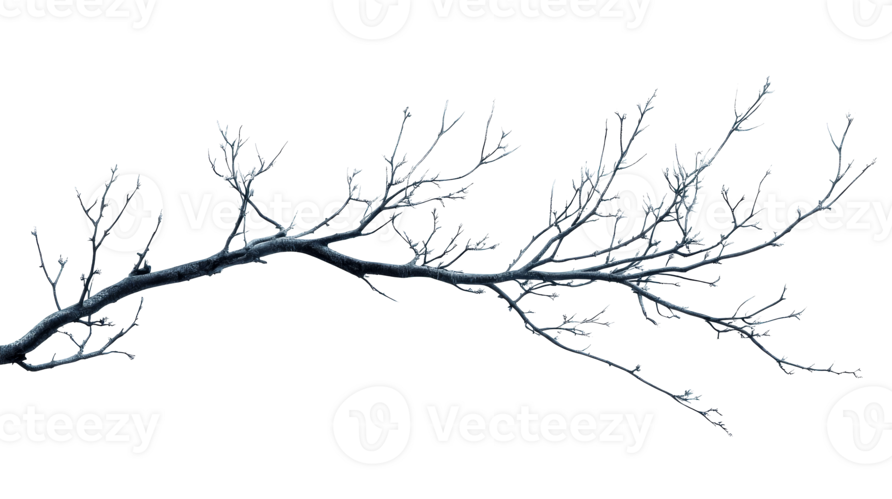 Delicate twigs on clear background png