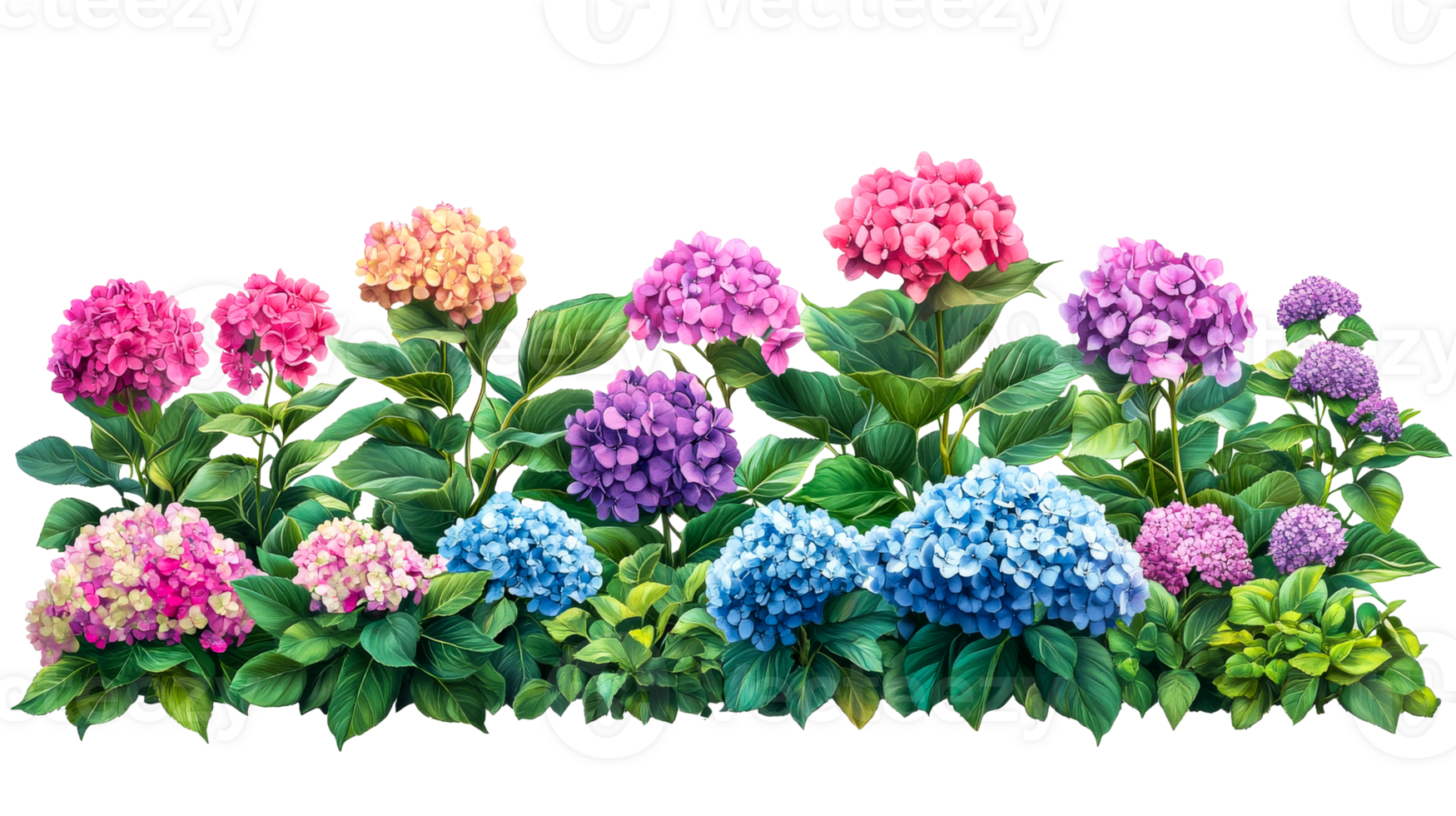 Colorful hydrangeas in a vibrant garden setting png