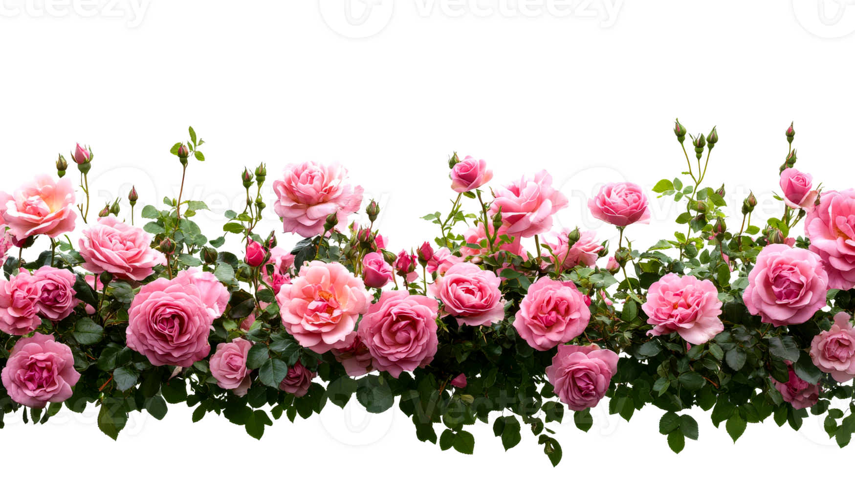 Colorful pink roses on a transparent background png