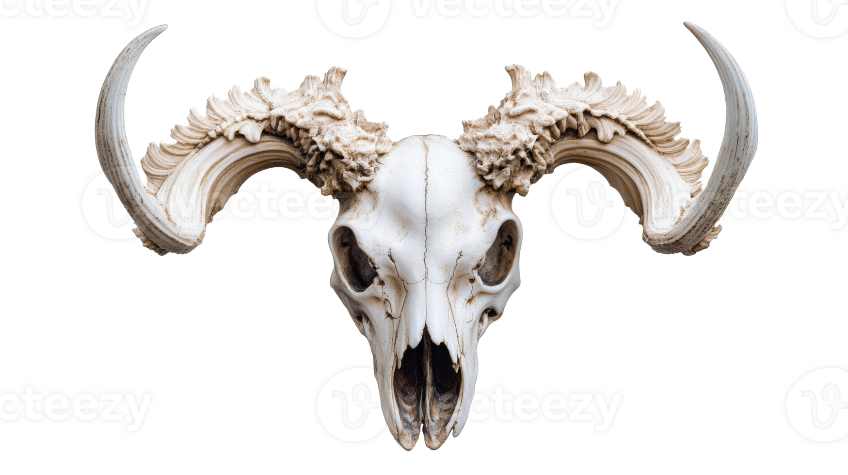 Horned skull with intricate details and texture png