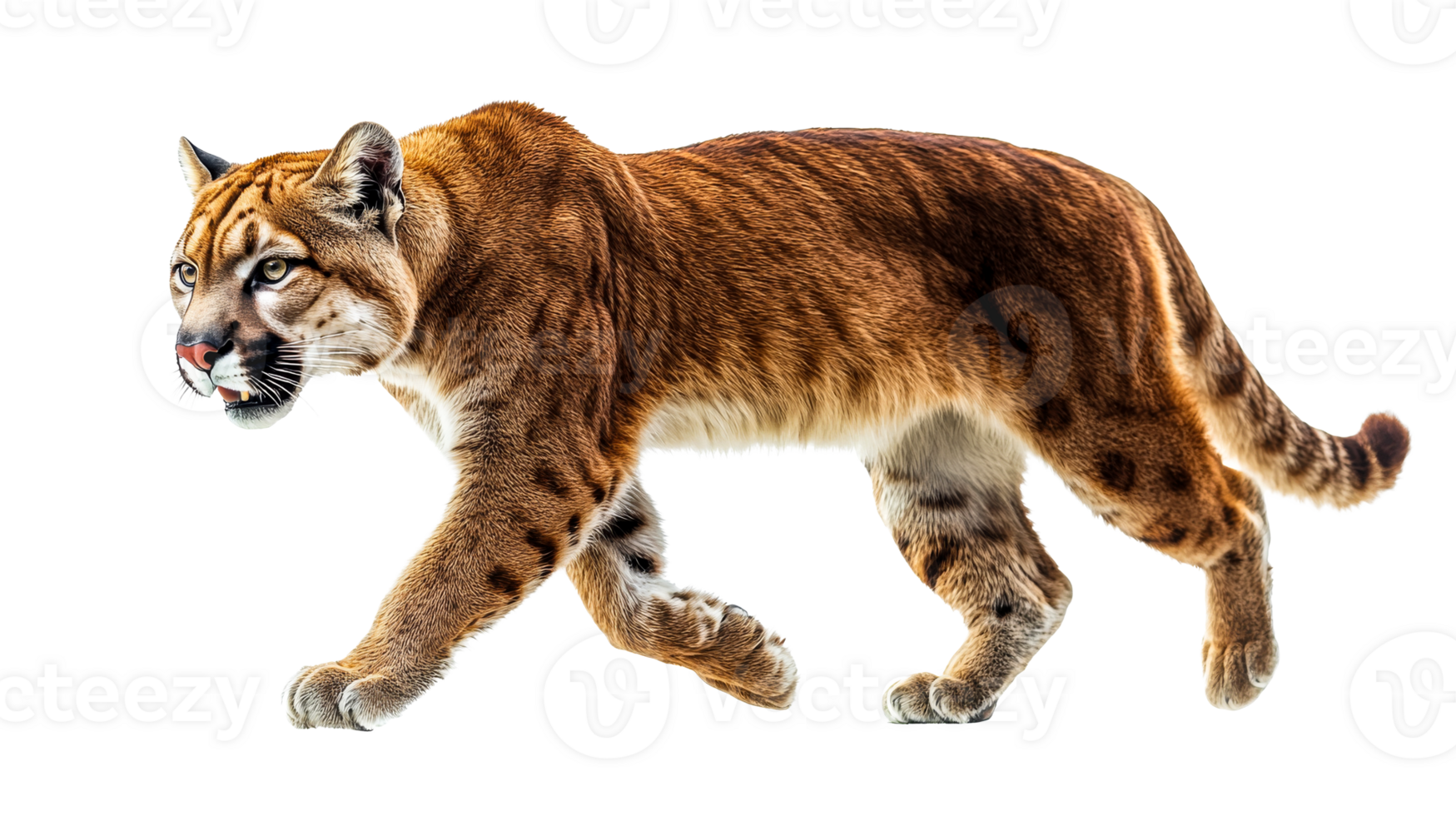 Tiger walking calmly through open space png