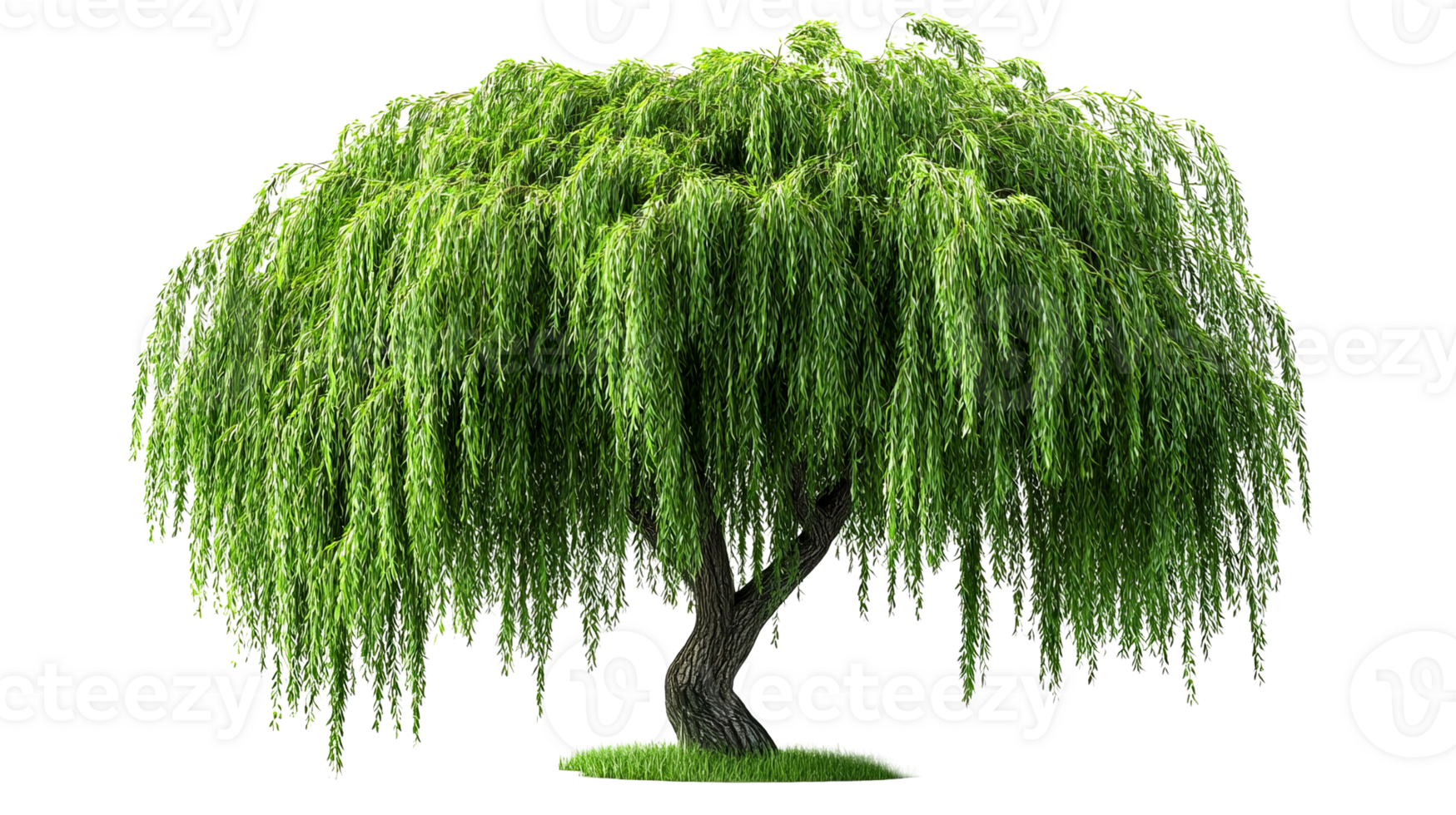 Weeping willow tree with lush green foliage png
