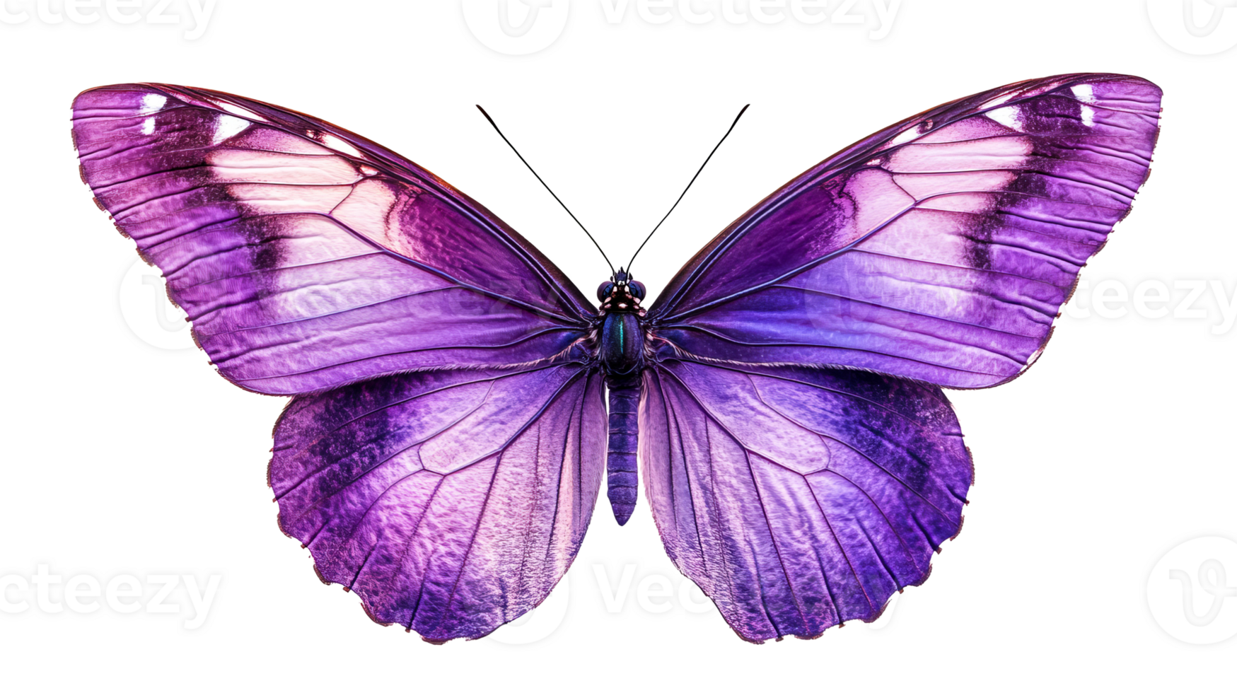 Butterfly, purple insect, closeup wings, cut out transparent png