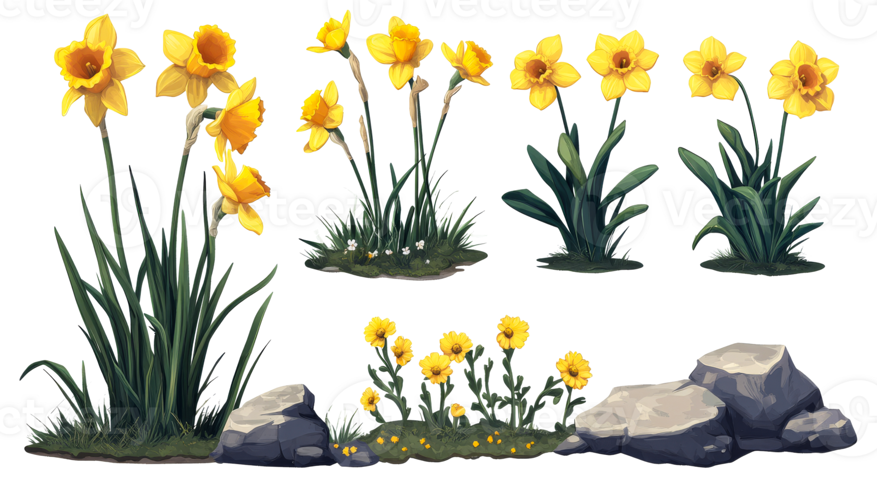 Daffodil flower spring collection, cut out transparent png
