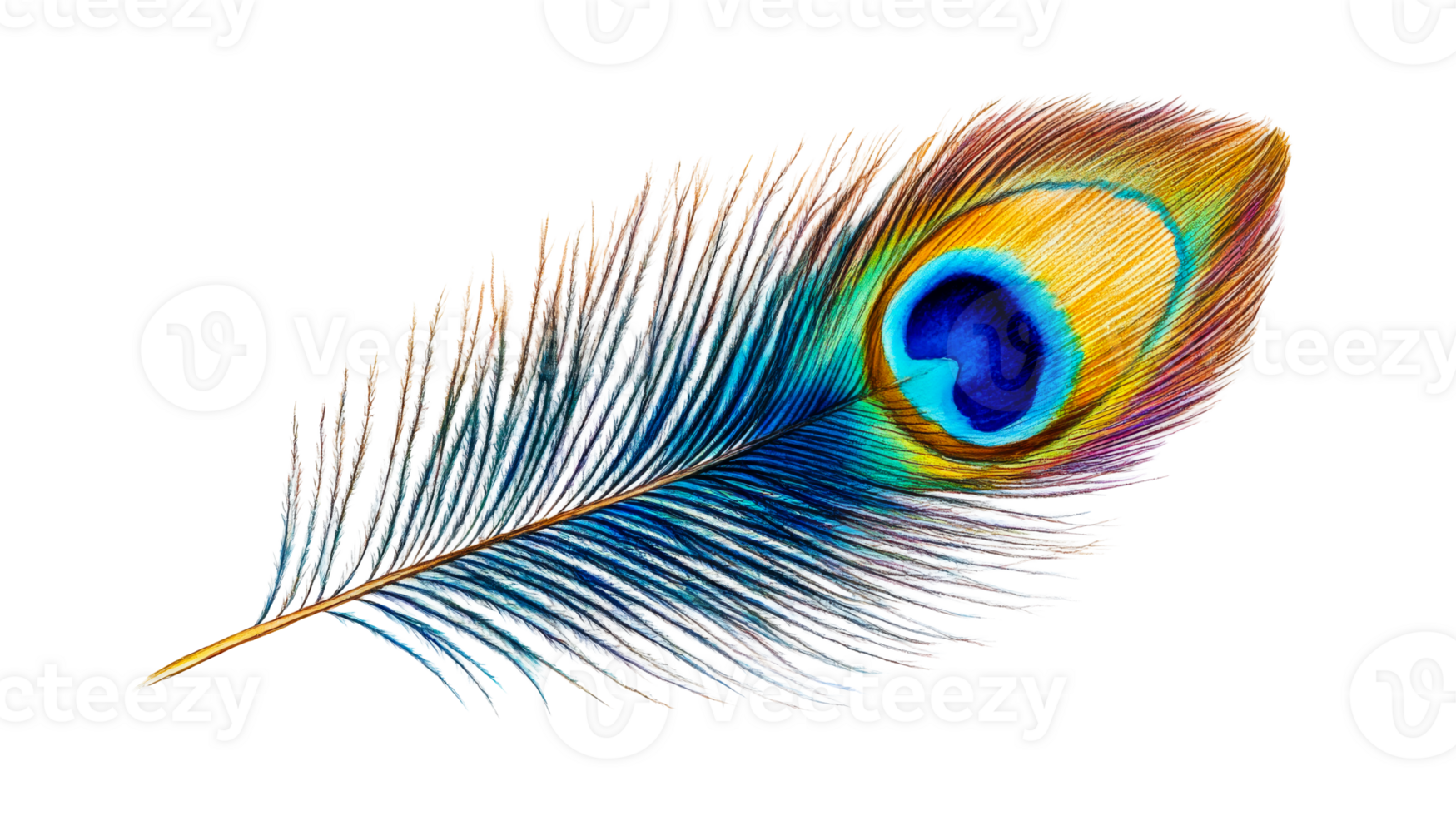 Peacock feather, single isolated, cut out transparent png
