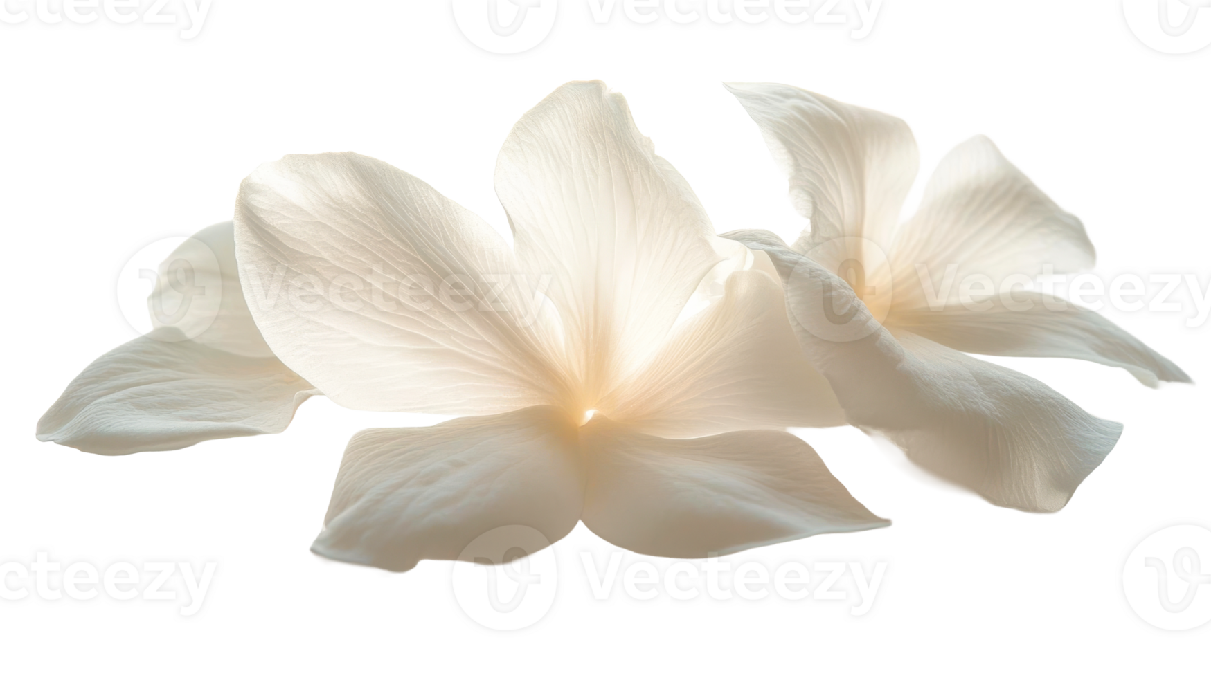 White flower blossom isolated, cut out transparent png