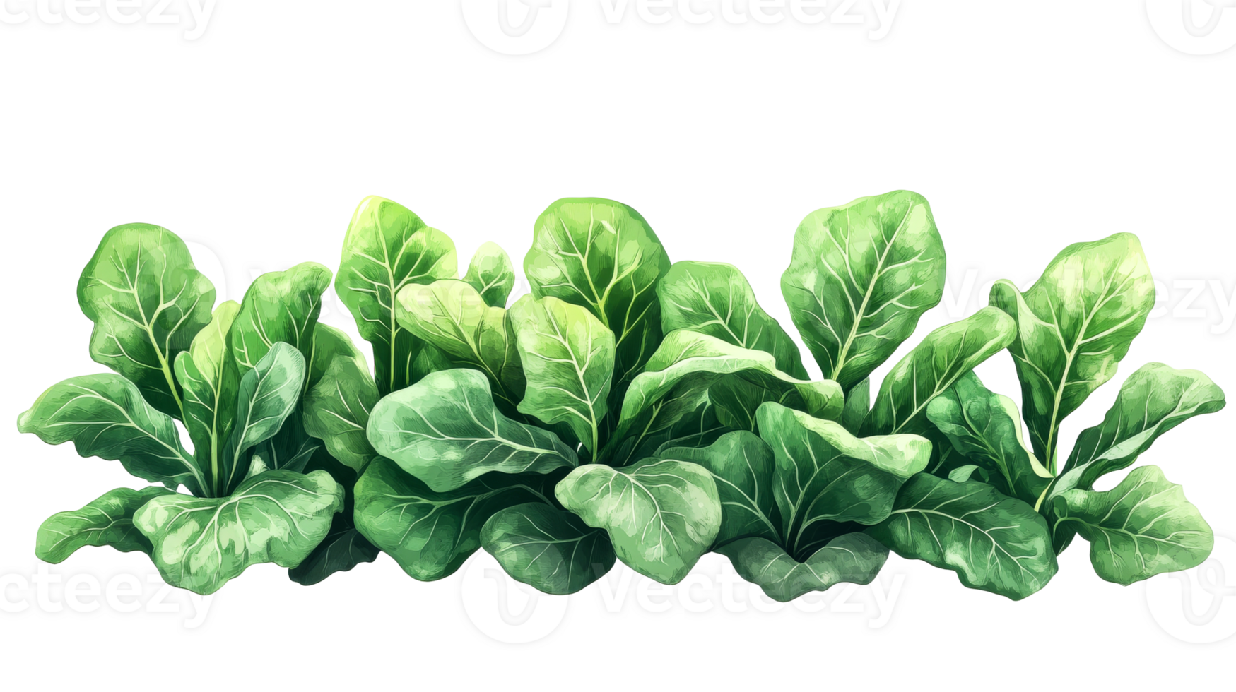 Leafy Green Cabbage Row, cut out transparent png