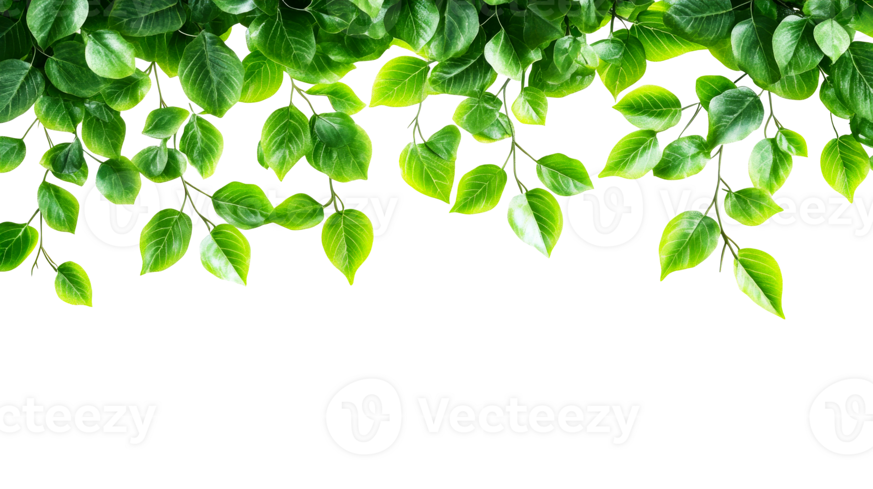 Foliage border, nature isolated, cut out transparent png