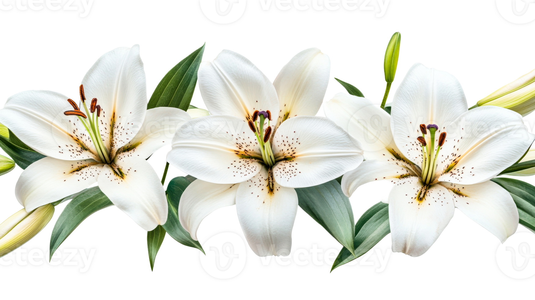 Elegant white lilies on black background, cut out transparent png