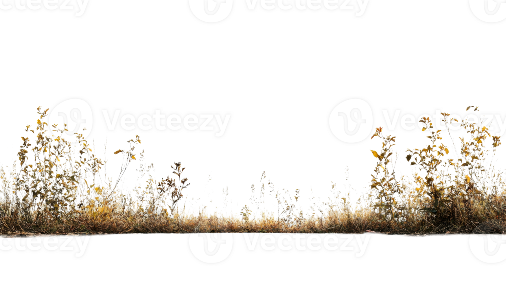 Wild grass and foliage on a transparent background png
