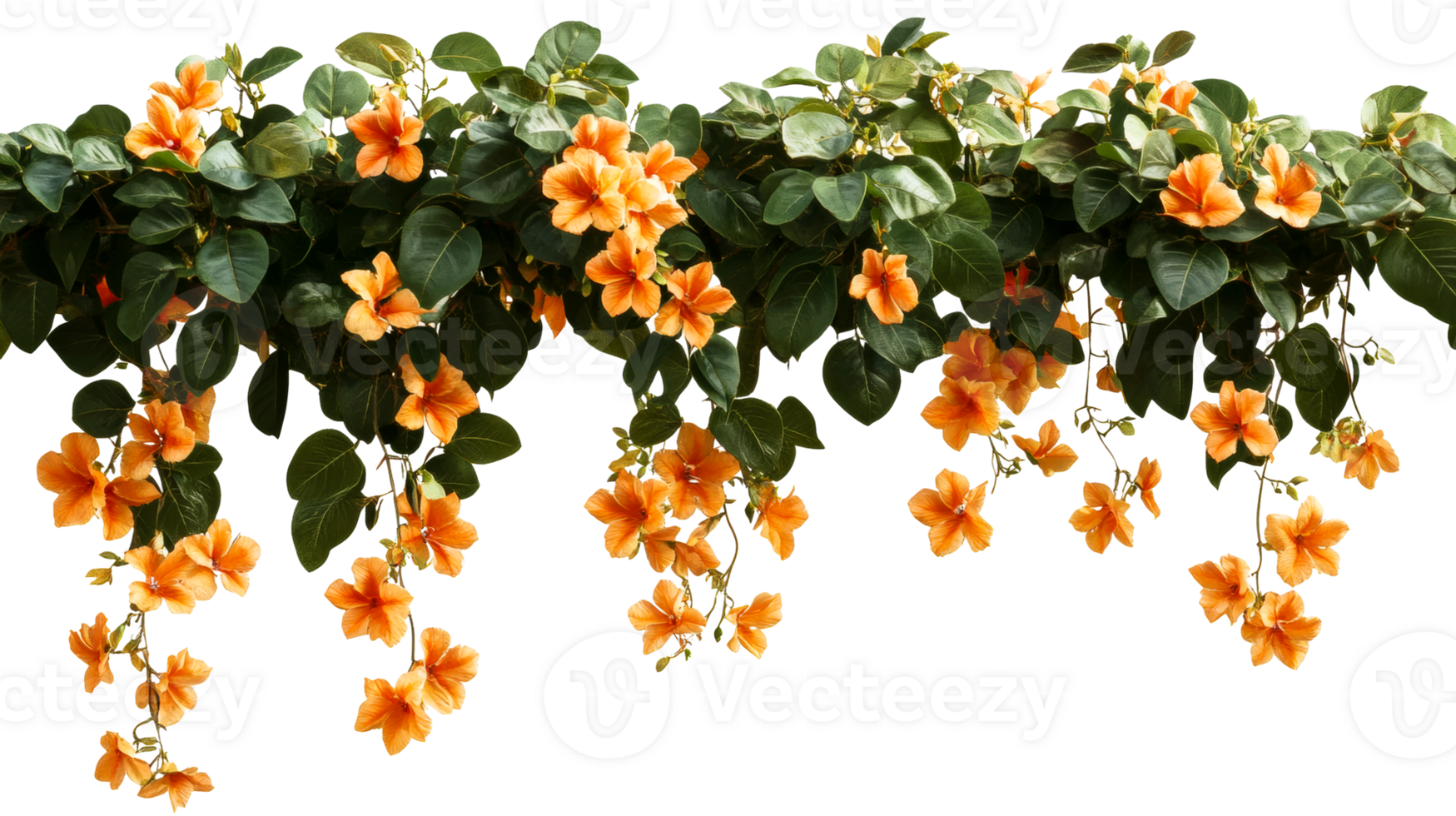 Vibrant orange flowers cascading from green leaves png