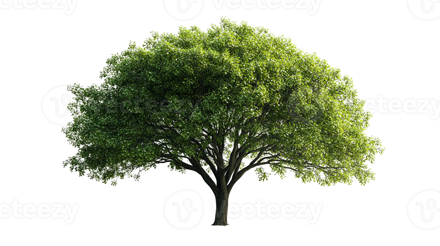 Lush tree with thick foliage and branches png