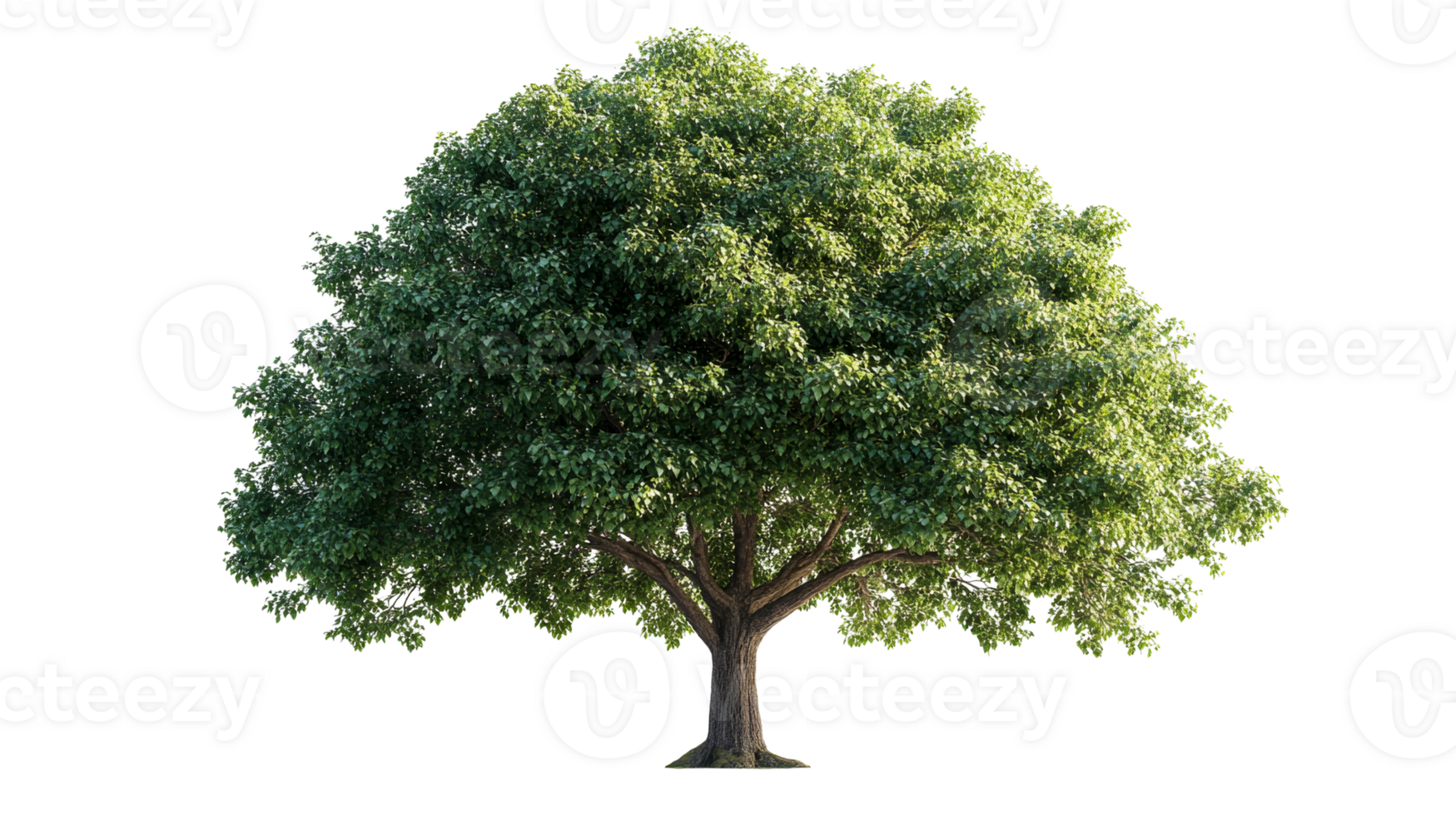 Large green tree with wide canopy and strong trunk png