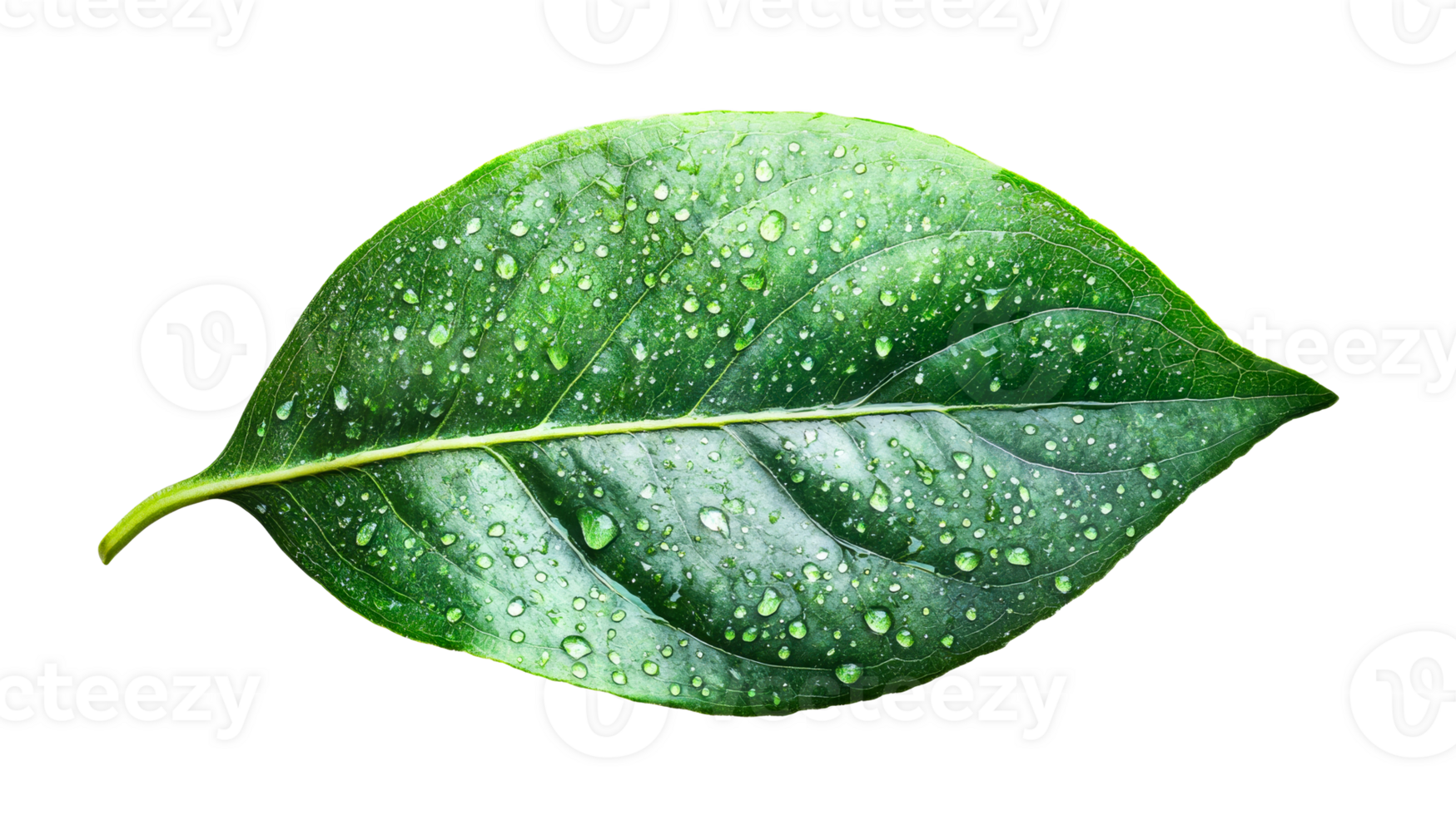 Green leaf with water droplets png