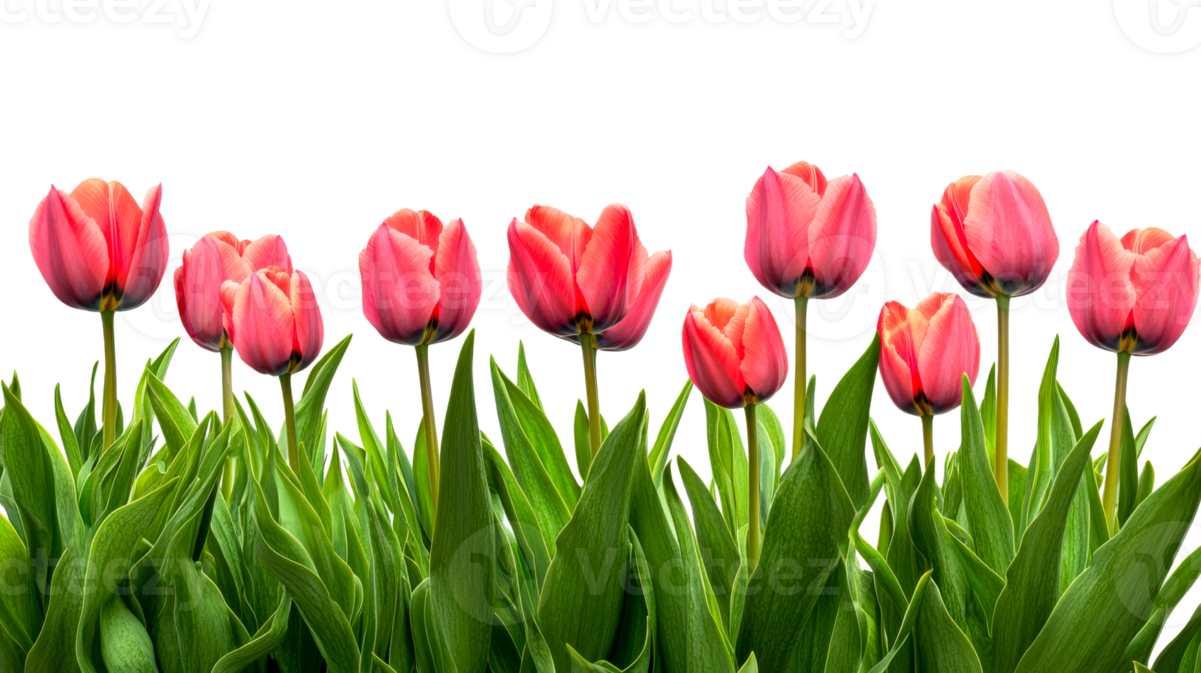 Beautiful pink tulips with green leaves in garden png