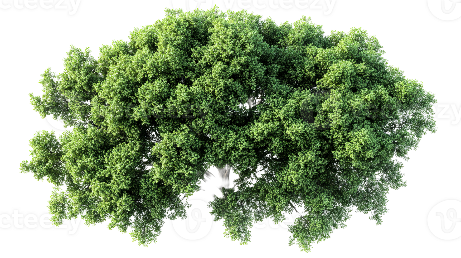 Green tree with dense leaves, transparent bg png